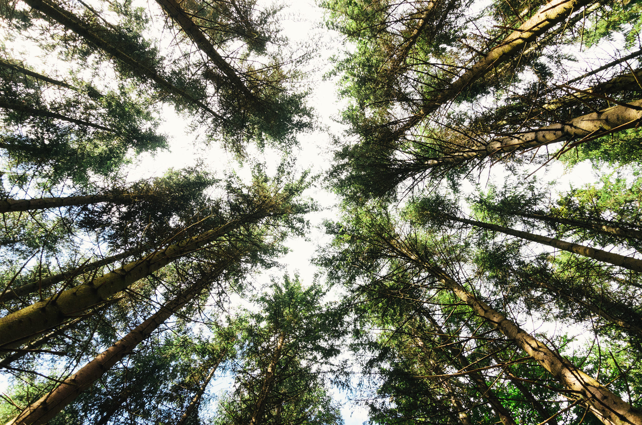 Low-angle view of tall trees in a forest canopy.