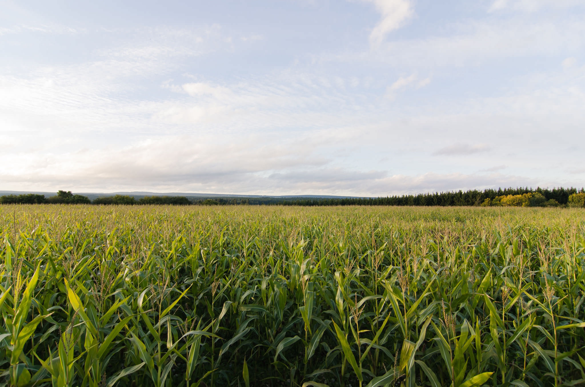 Cornfield under a partly cloudy sky.