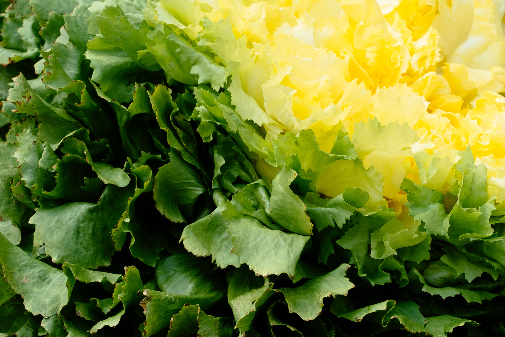 Close-up of fresh green and yellow endive lettuce.