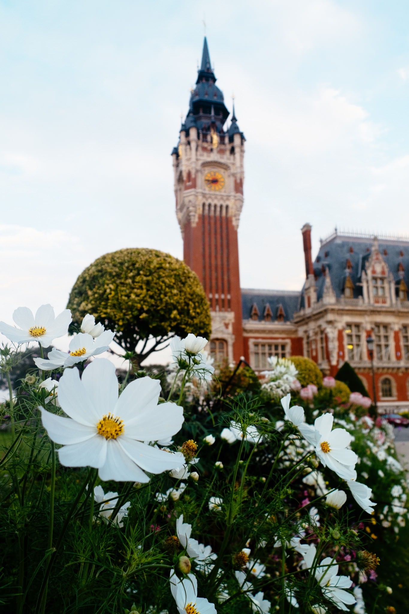 White cosmos flowers in front of Calais town hall in France.