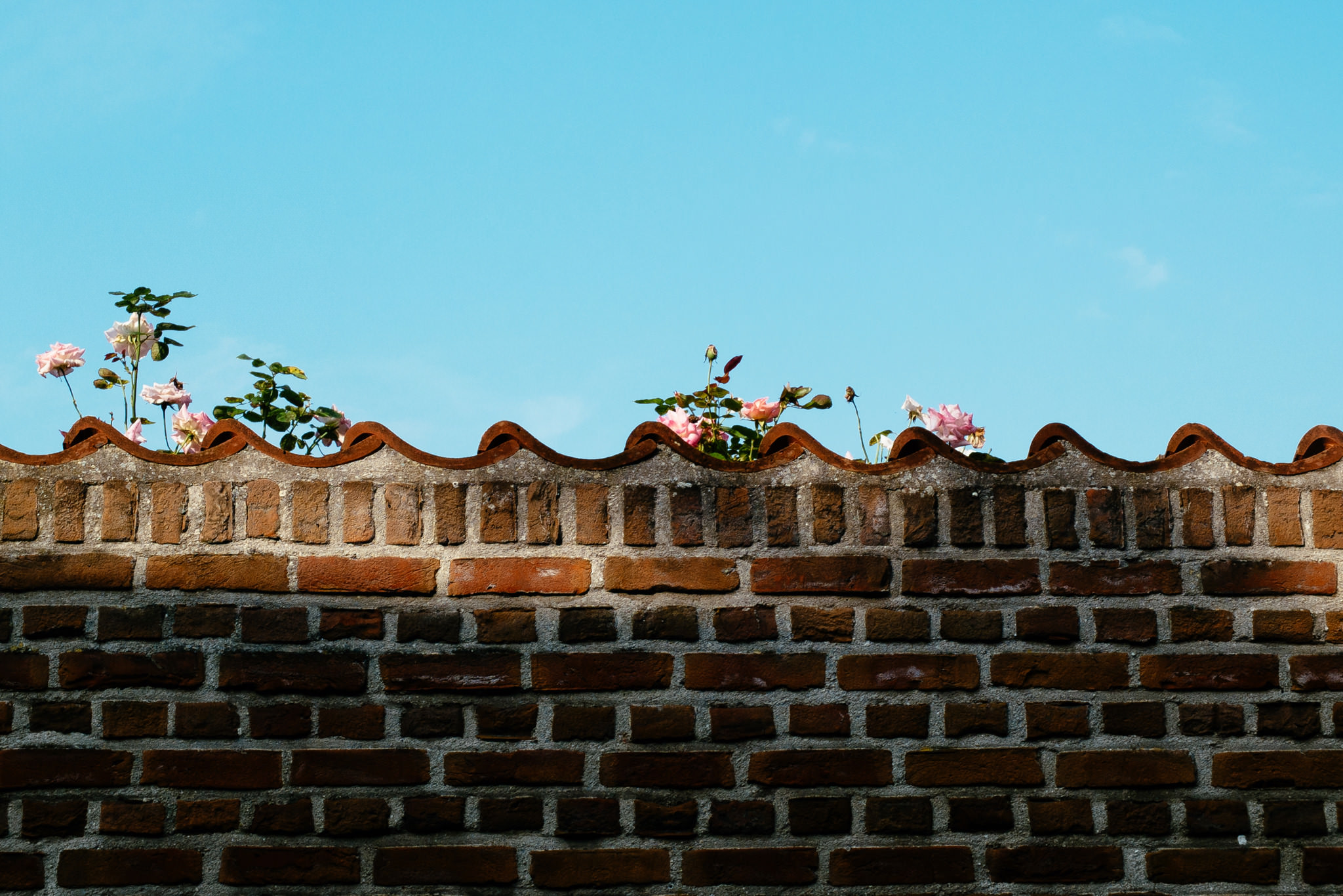 Pink roses growing atop a brick wall against a blue sky.