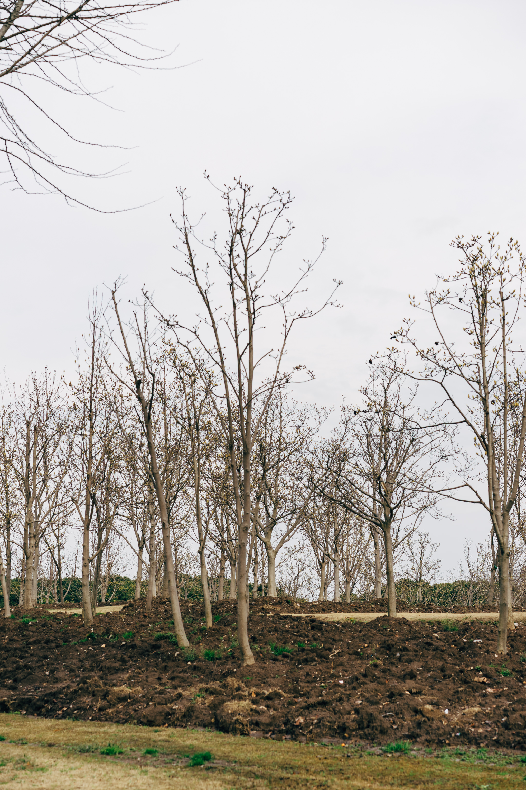 Bare trees in a park with exposed dark brown soil.