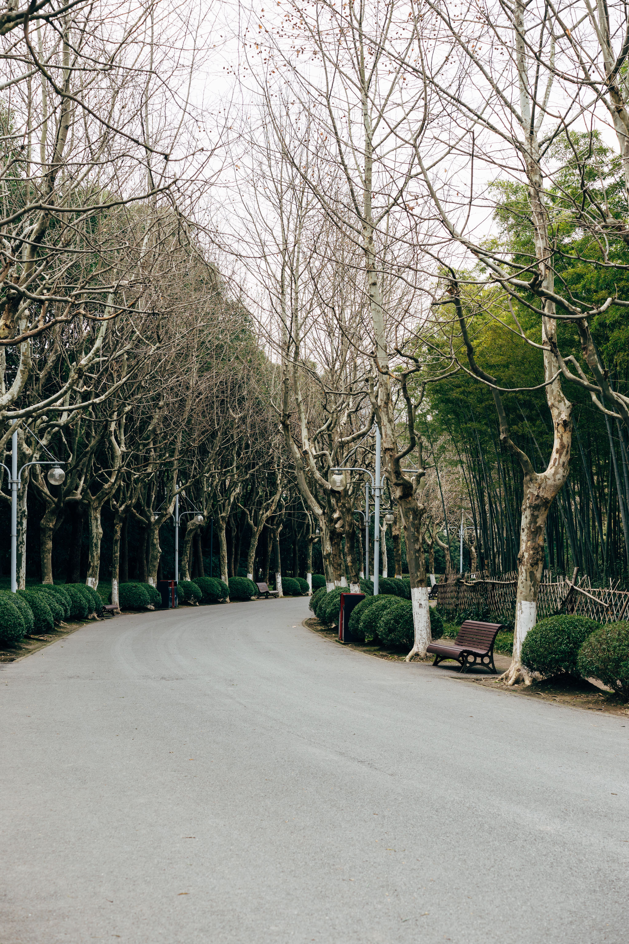 Curving paved path through bare trees and green shrubs in Shanghai's Century Park.