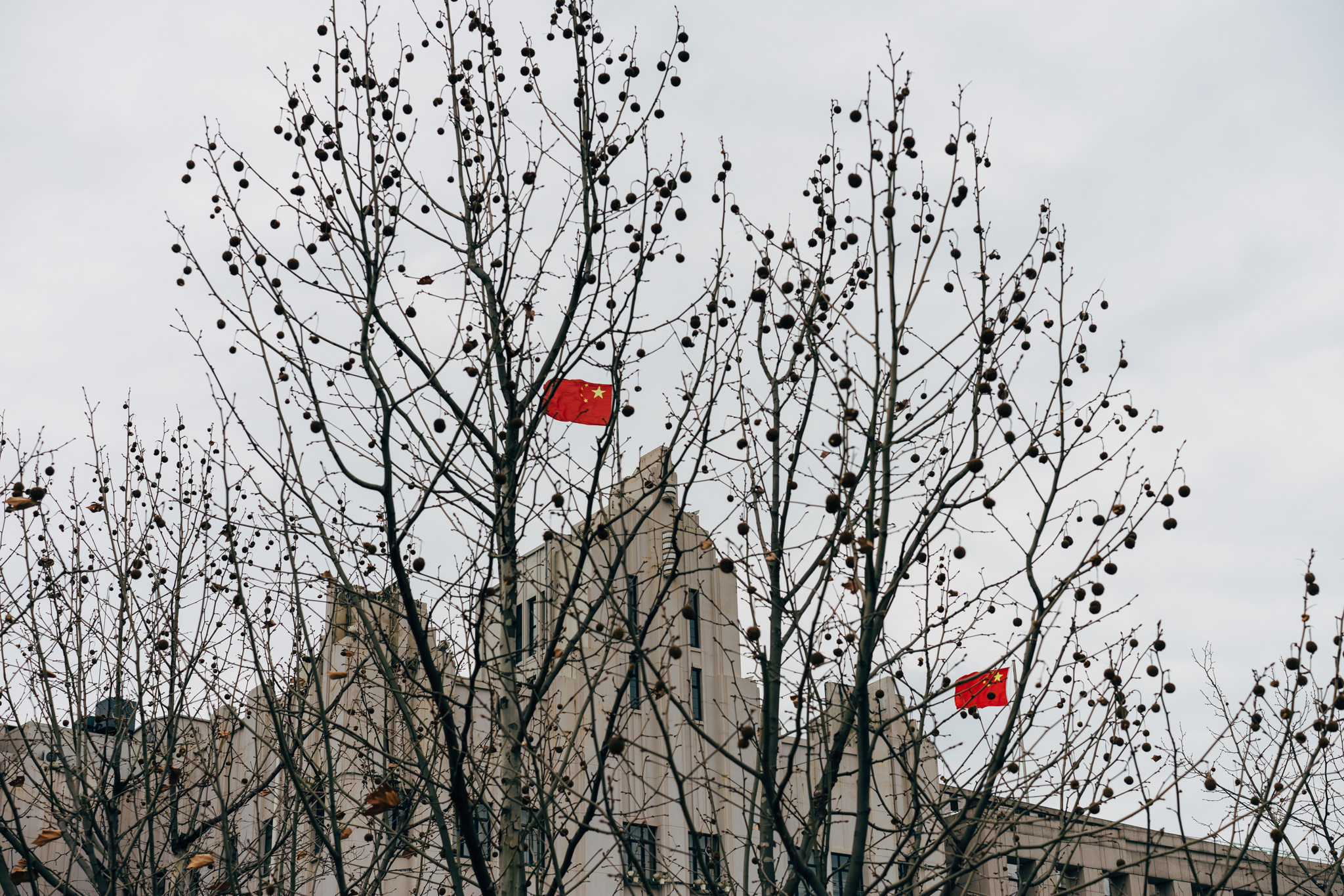 Chinese flags behind bare trees in Shanghai.