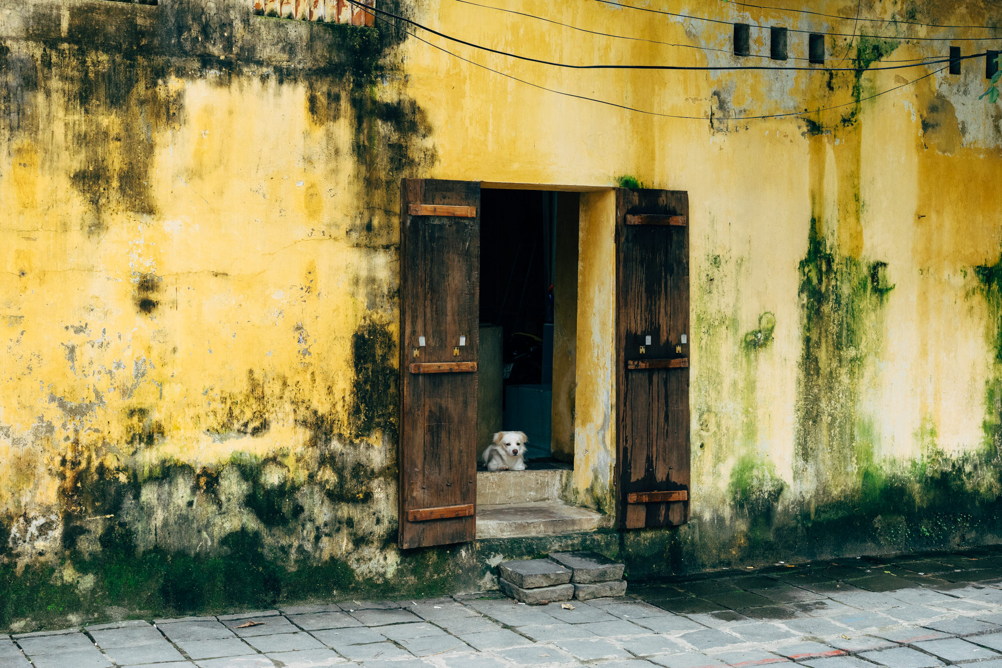 Small white dog sitting in doorway of weathered yellow building.