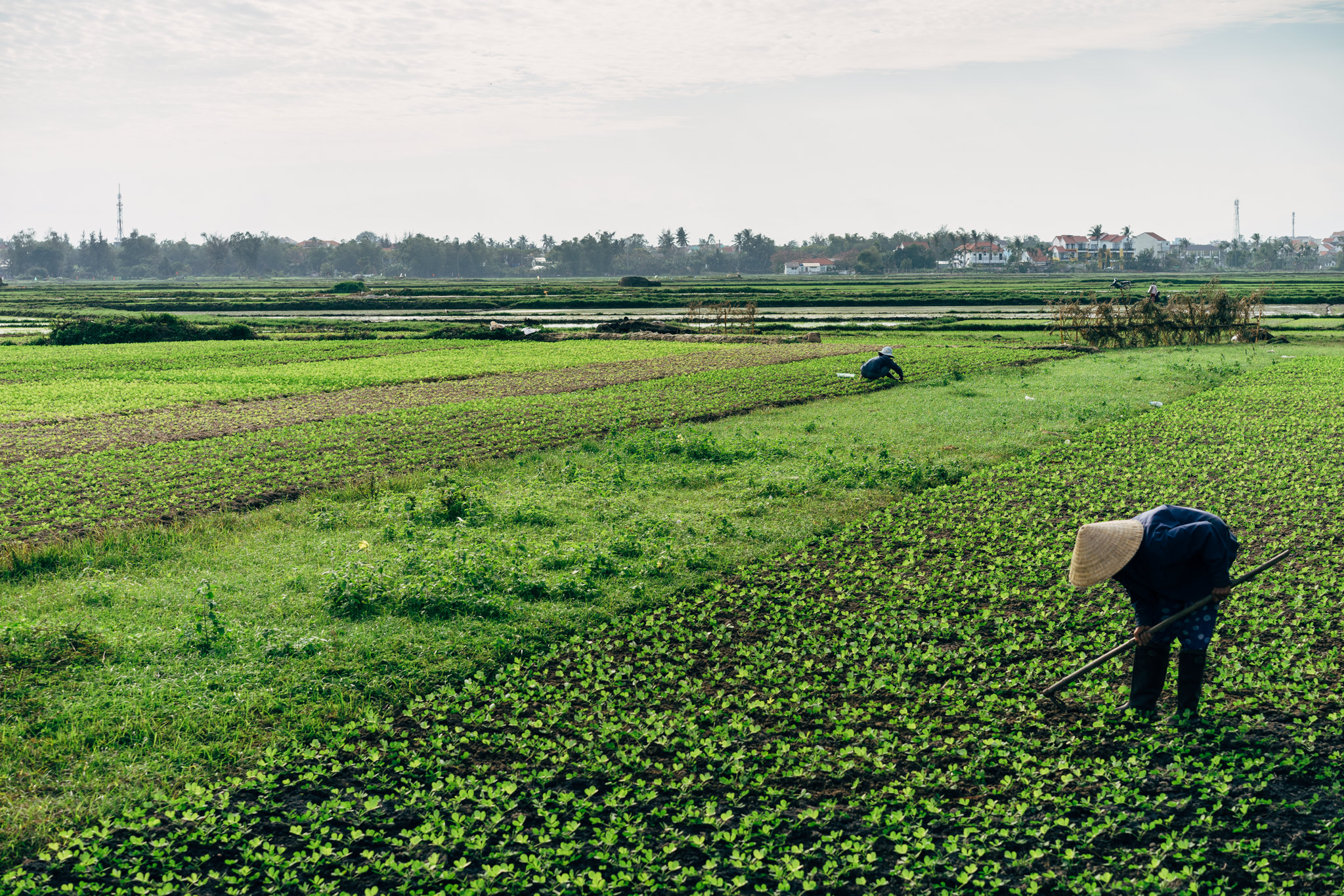 Two farmers working in a green Vietnamese field.