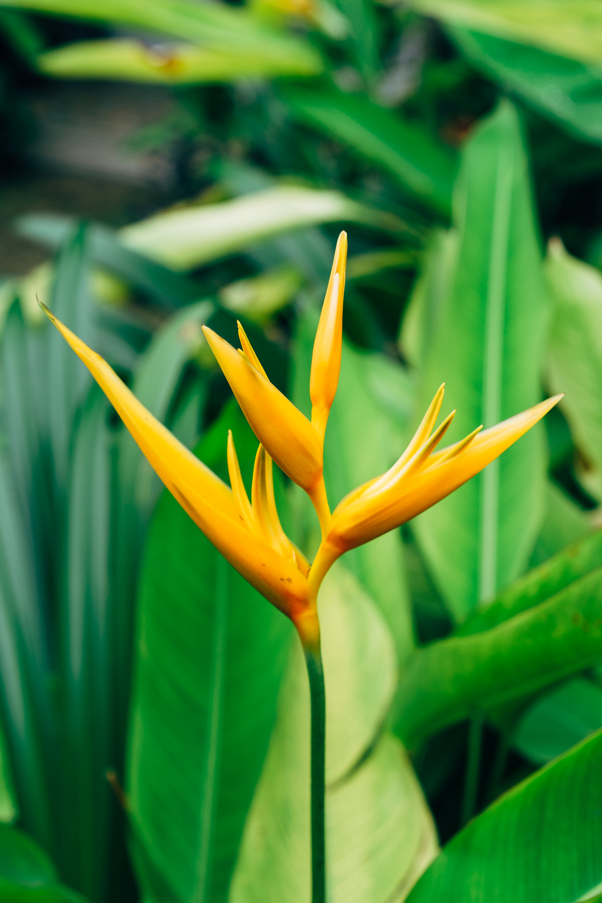 Close-up of a yellow bird of paradise flower against a blurred background of green foliage.