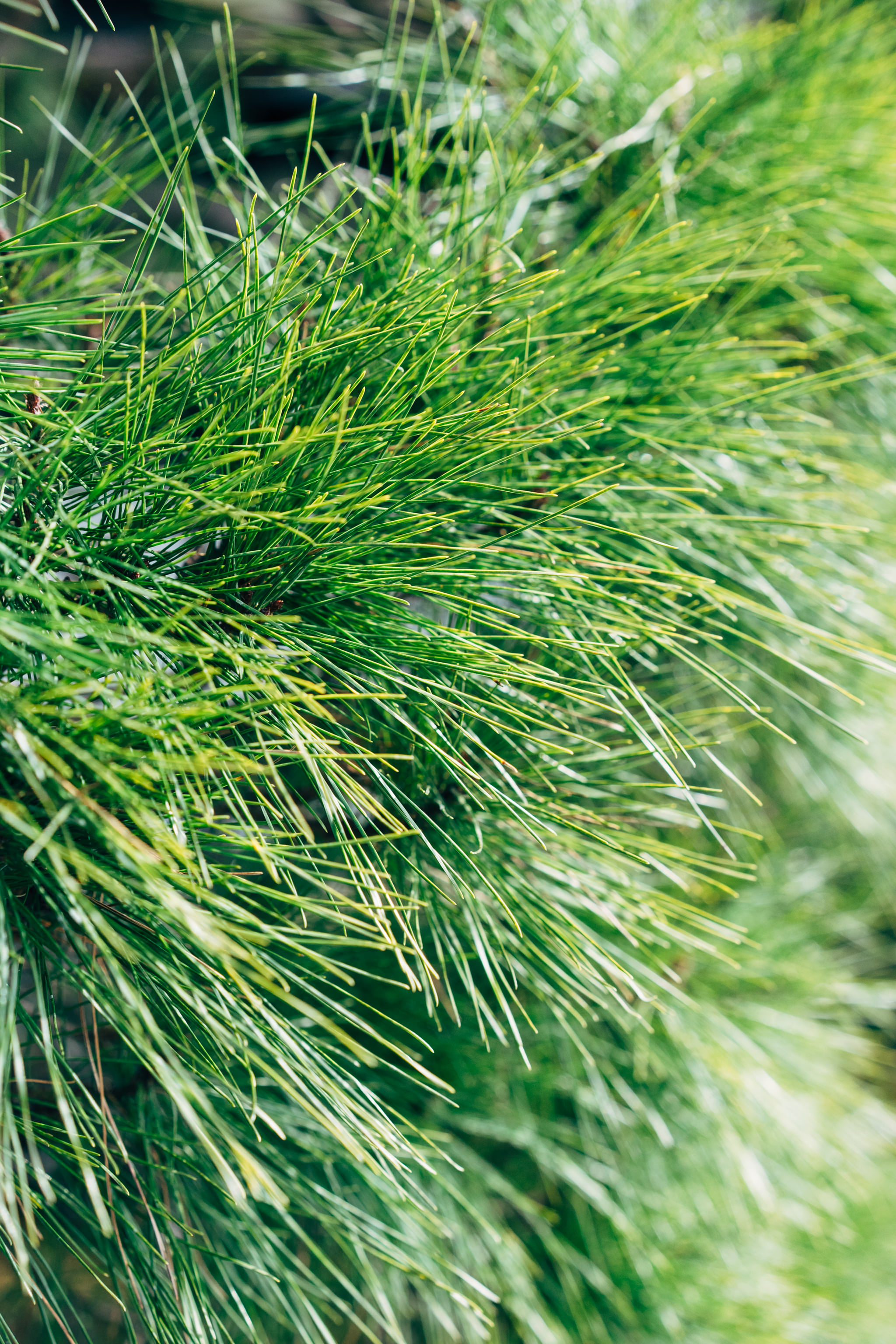 Close-up of vibrant green pine needles.