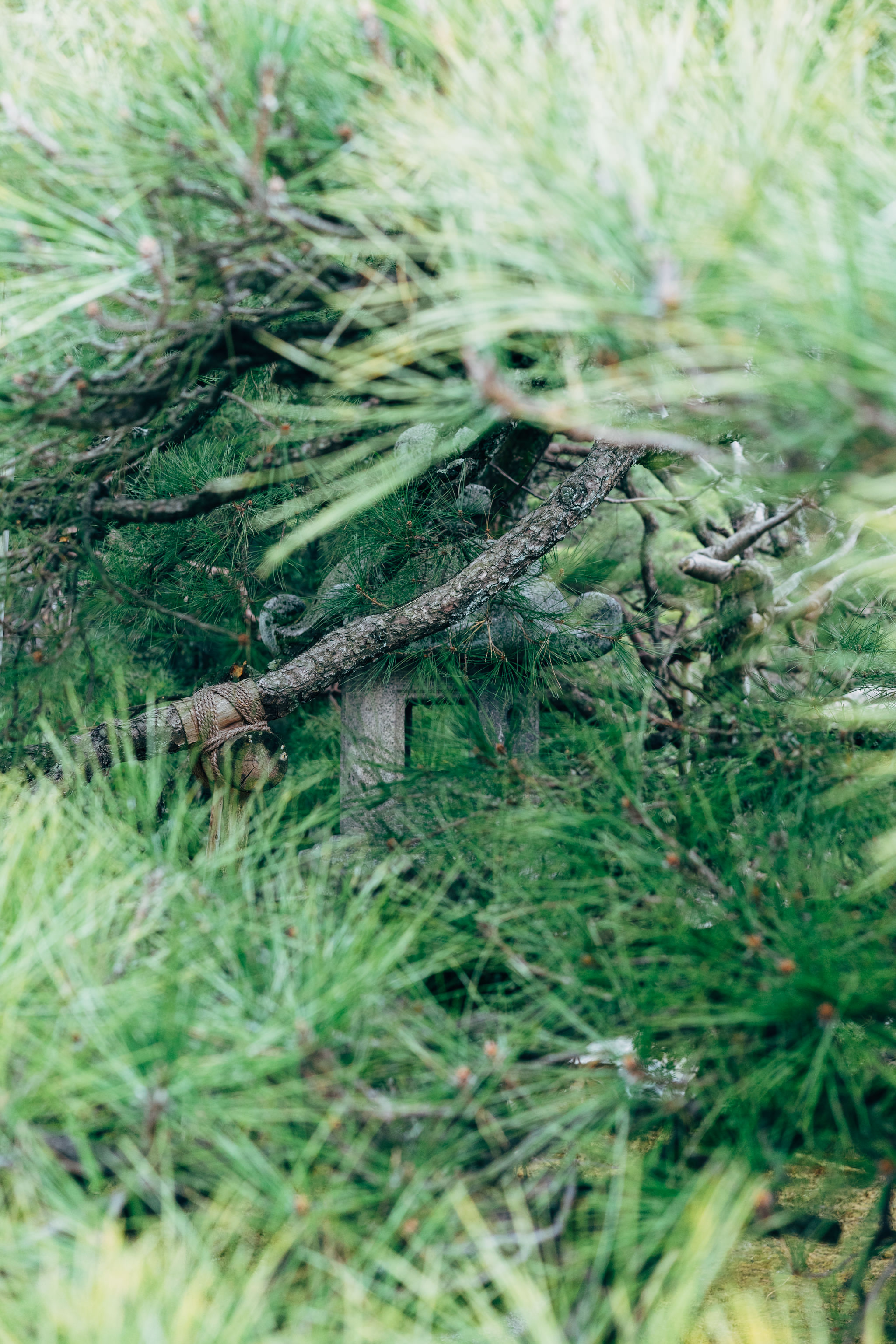 Stone lantern partially obscured by pine branches in Kyoto Imperial Palace garden.