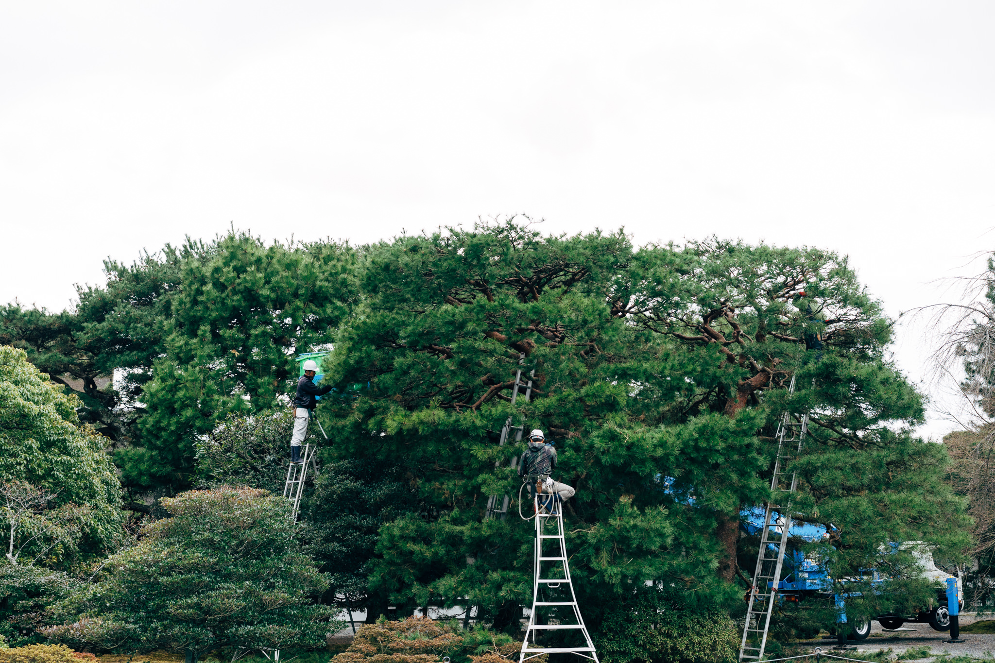 Three workers trimming a large pine tree in a garden, using ladders and a bucket truck.