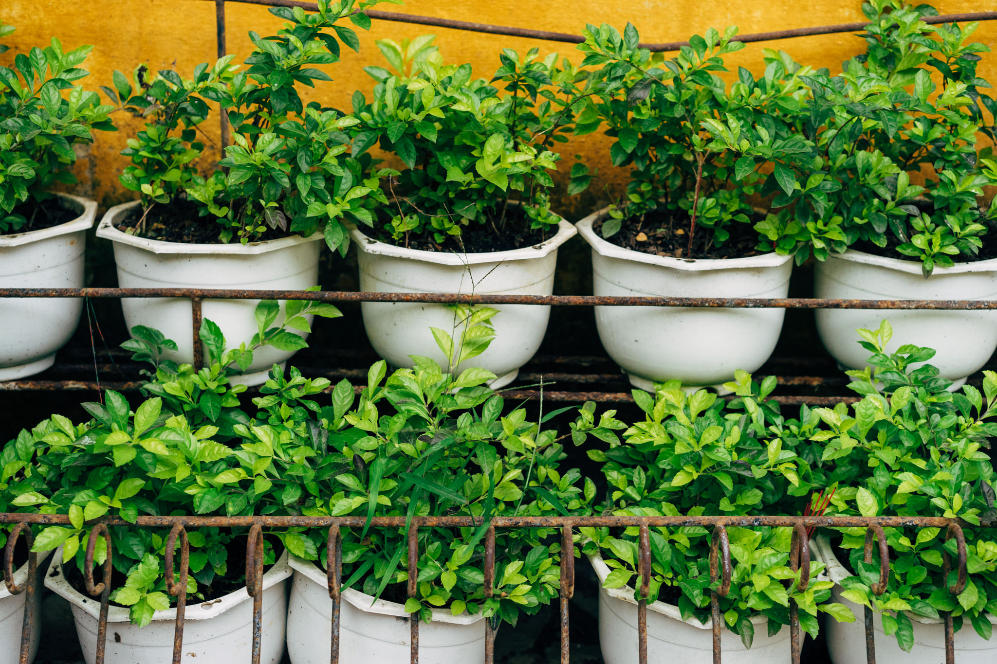 Green plants in white pots on a rusty metal rack against a yellow wall.