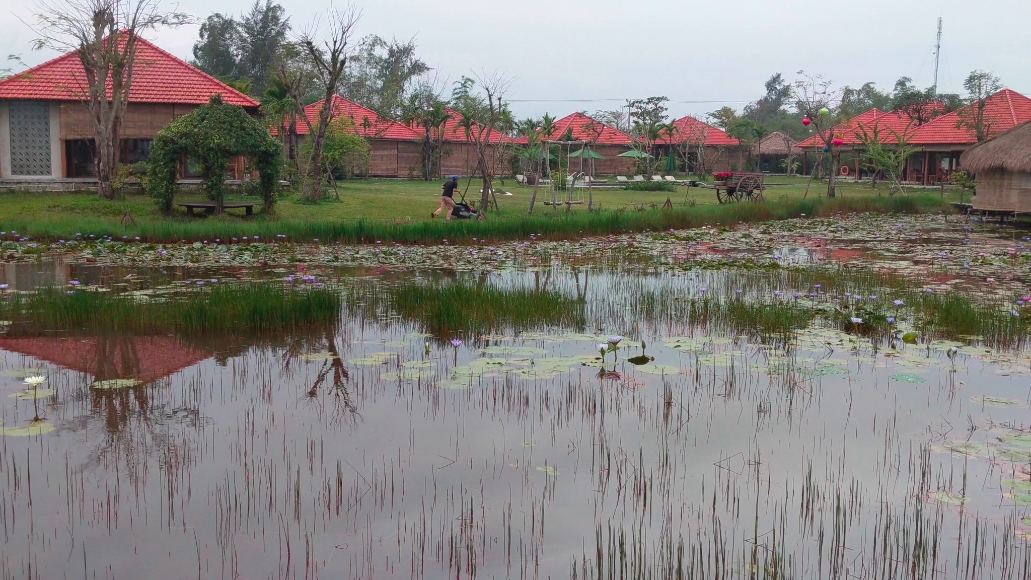 Person mowing lawn near pond with water lilies and red-roofed buildings.