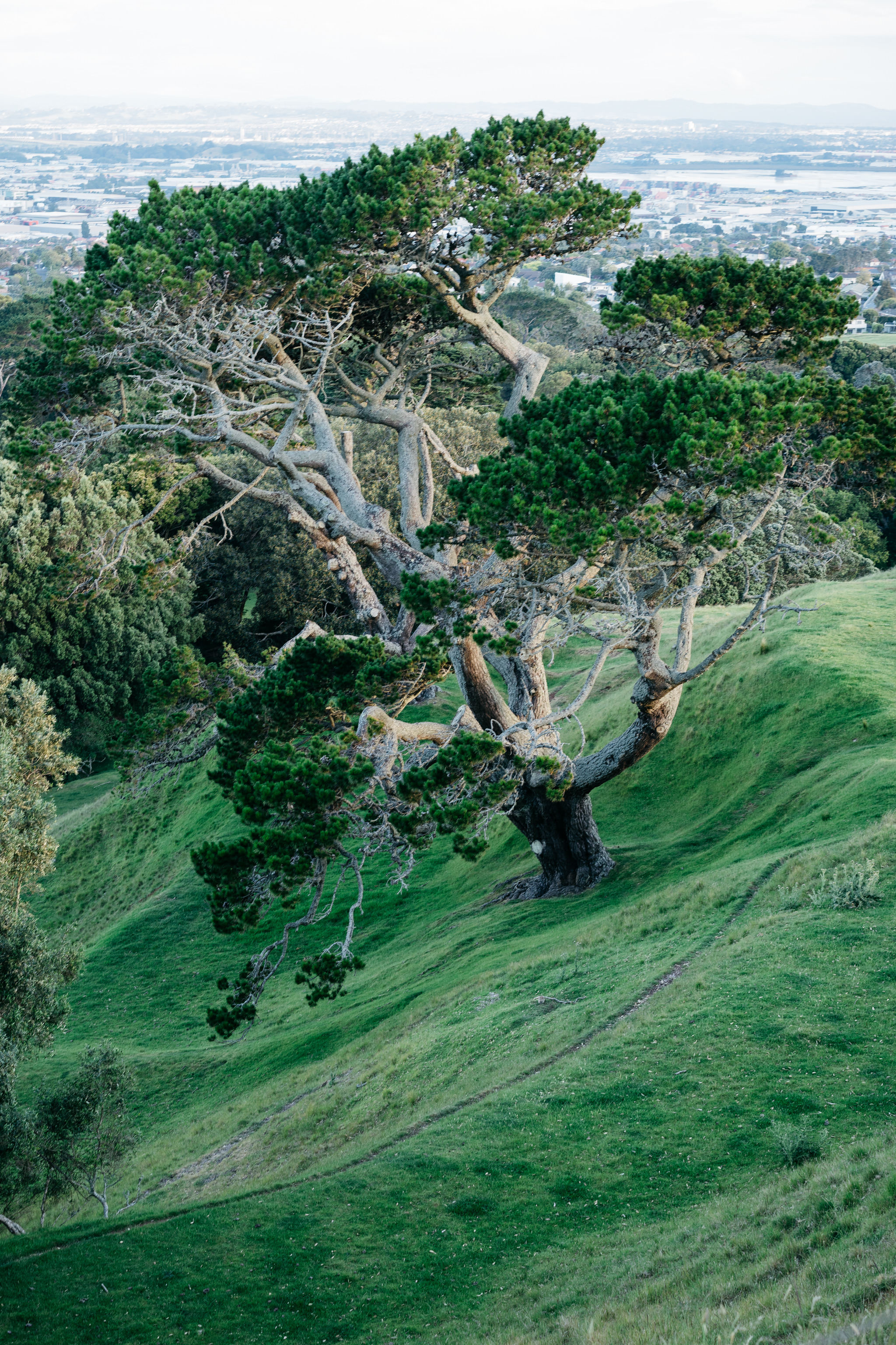 Large windswept tree on a green hillside overlooking a city.