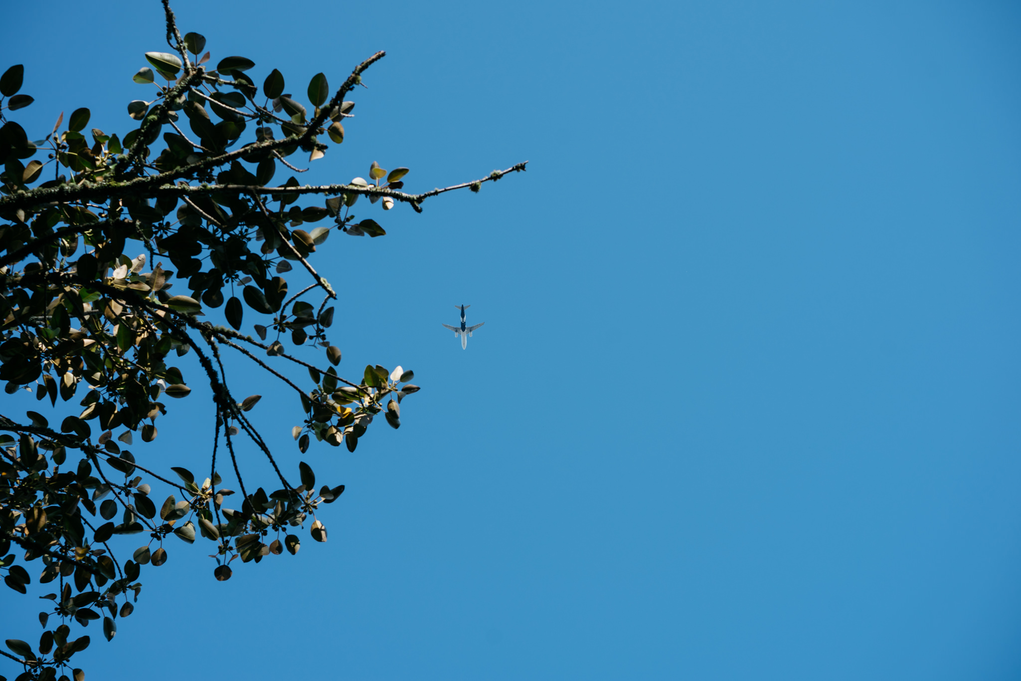Airplane flying over tree branches against a clear blue sky.