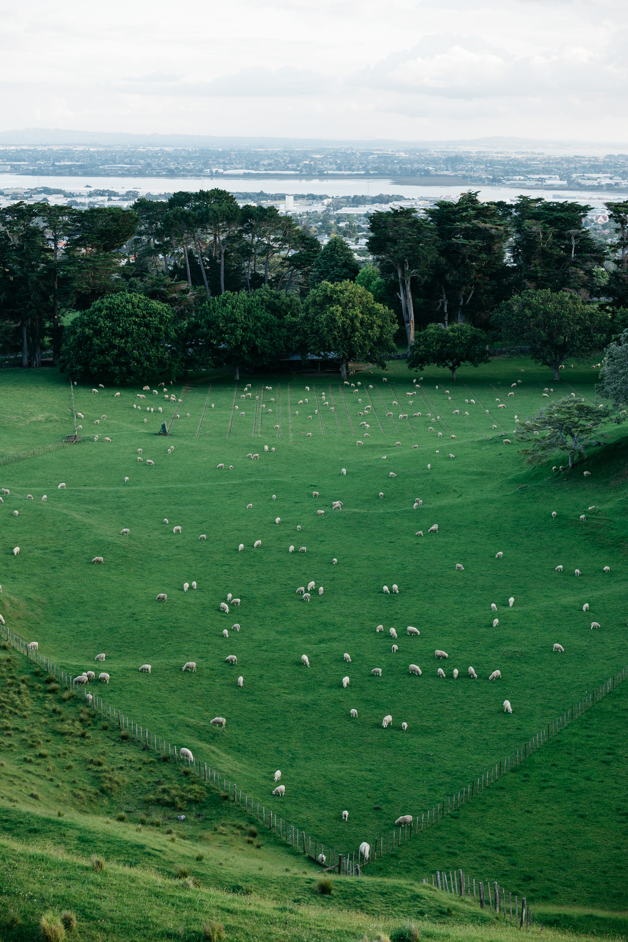 Aerial view of numerous sheep grazing on a green pasture, with a city visible in the distance.