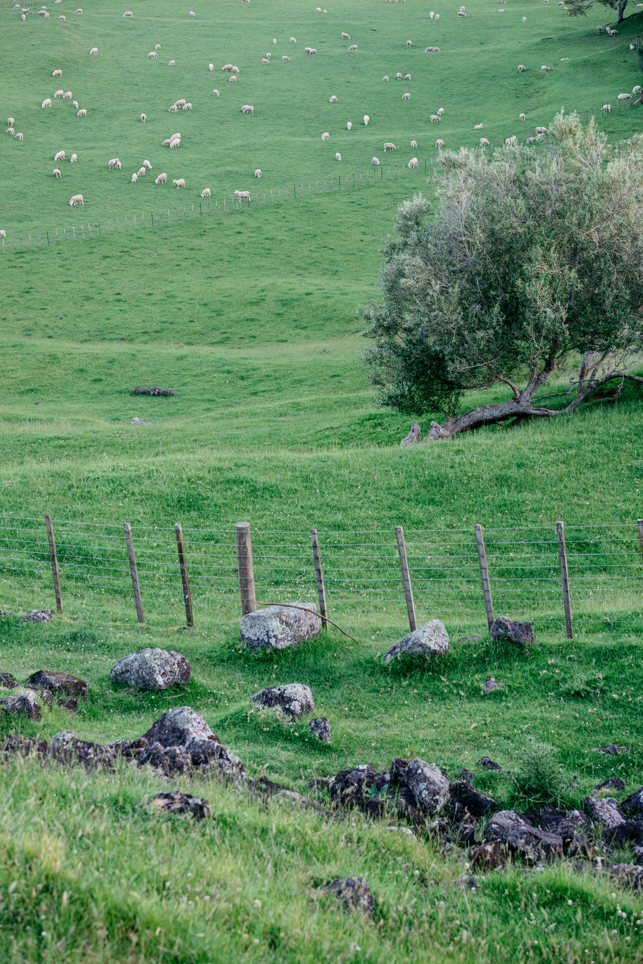 Auckland, New Zealand: sheep grazing in a green field with a wire fence and a tree.