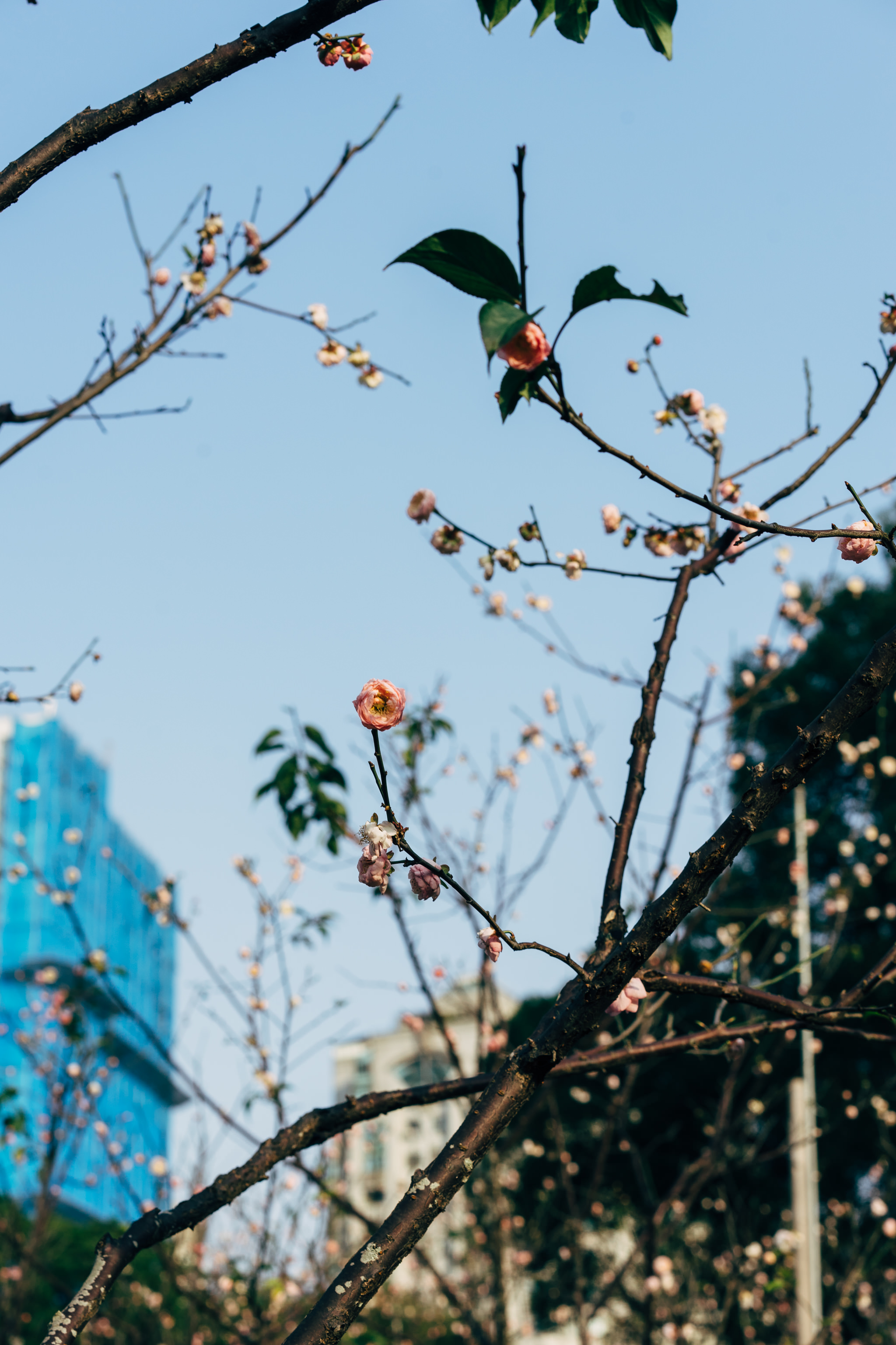 Close-up of pink blossoms on a tree branch against a blue sky.