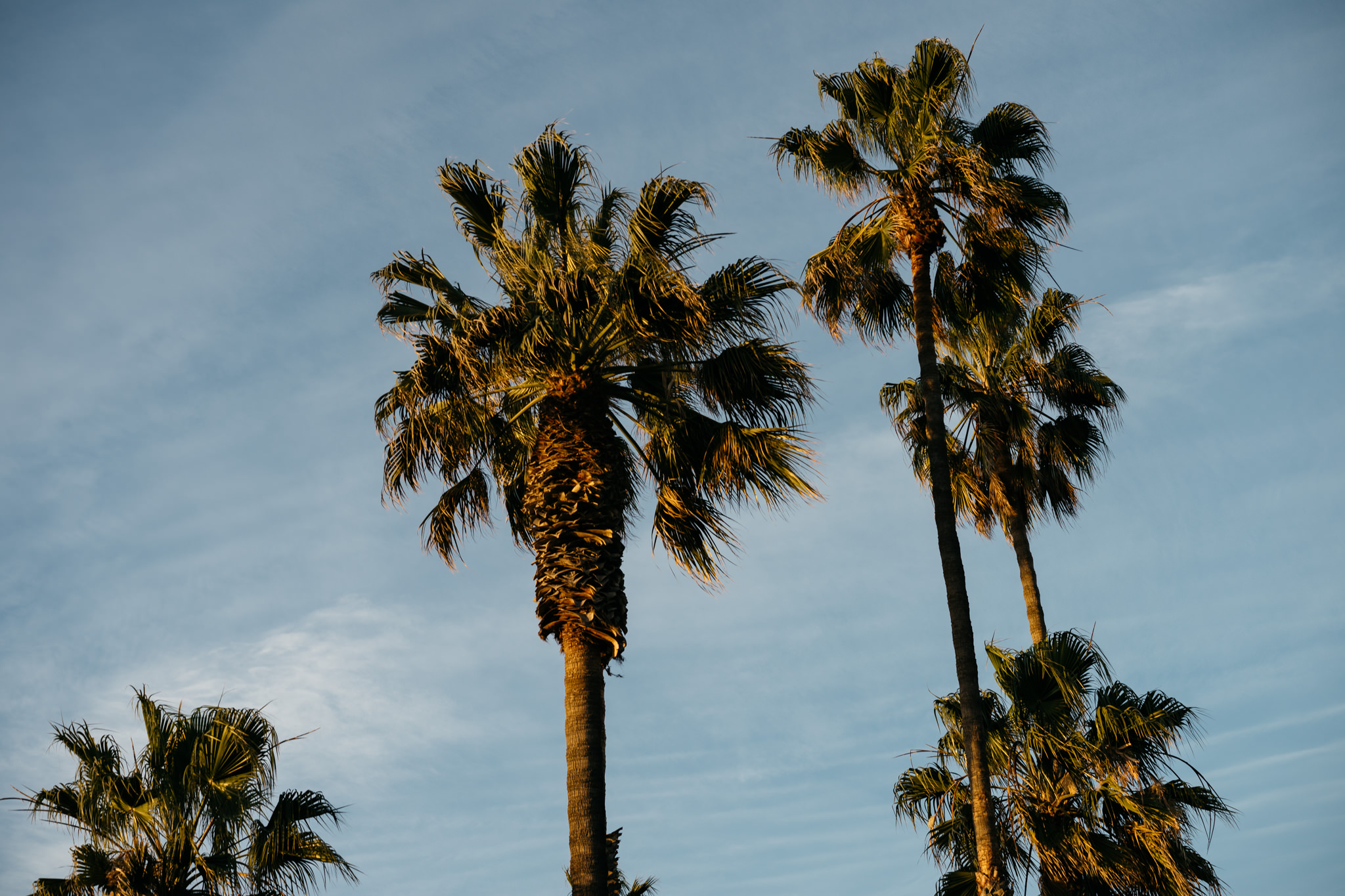 Three palm trees against a blue sky.