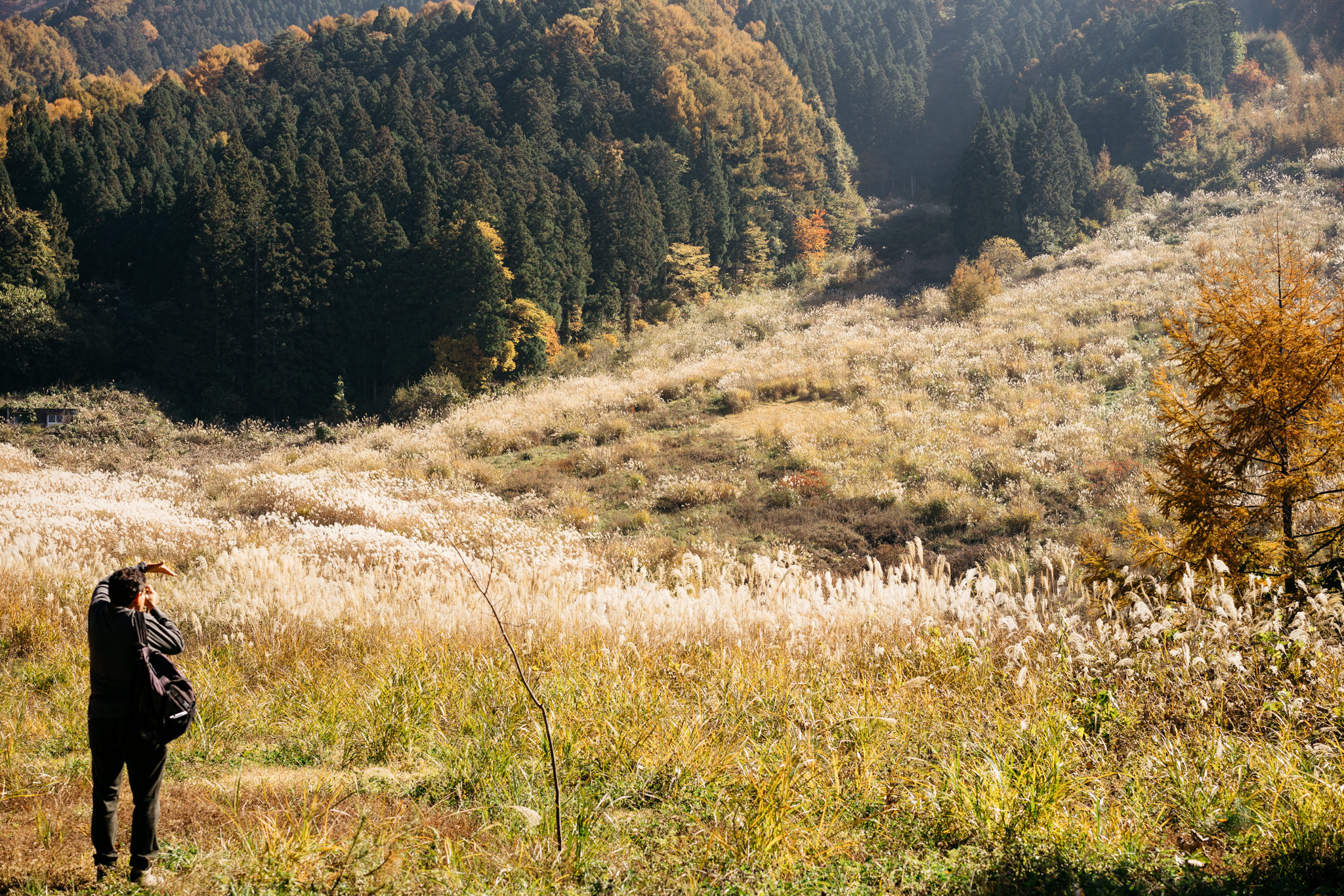 Person photographing autumnal grasslands and forest in Joshinetsu Kogen National Park, Japan.