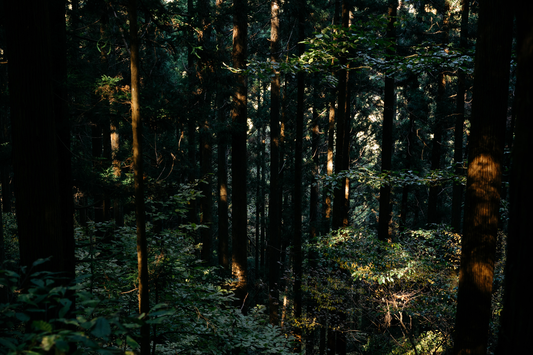Sunlight filtering through a dense Japanese forest.