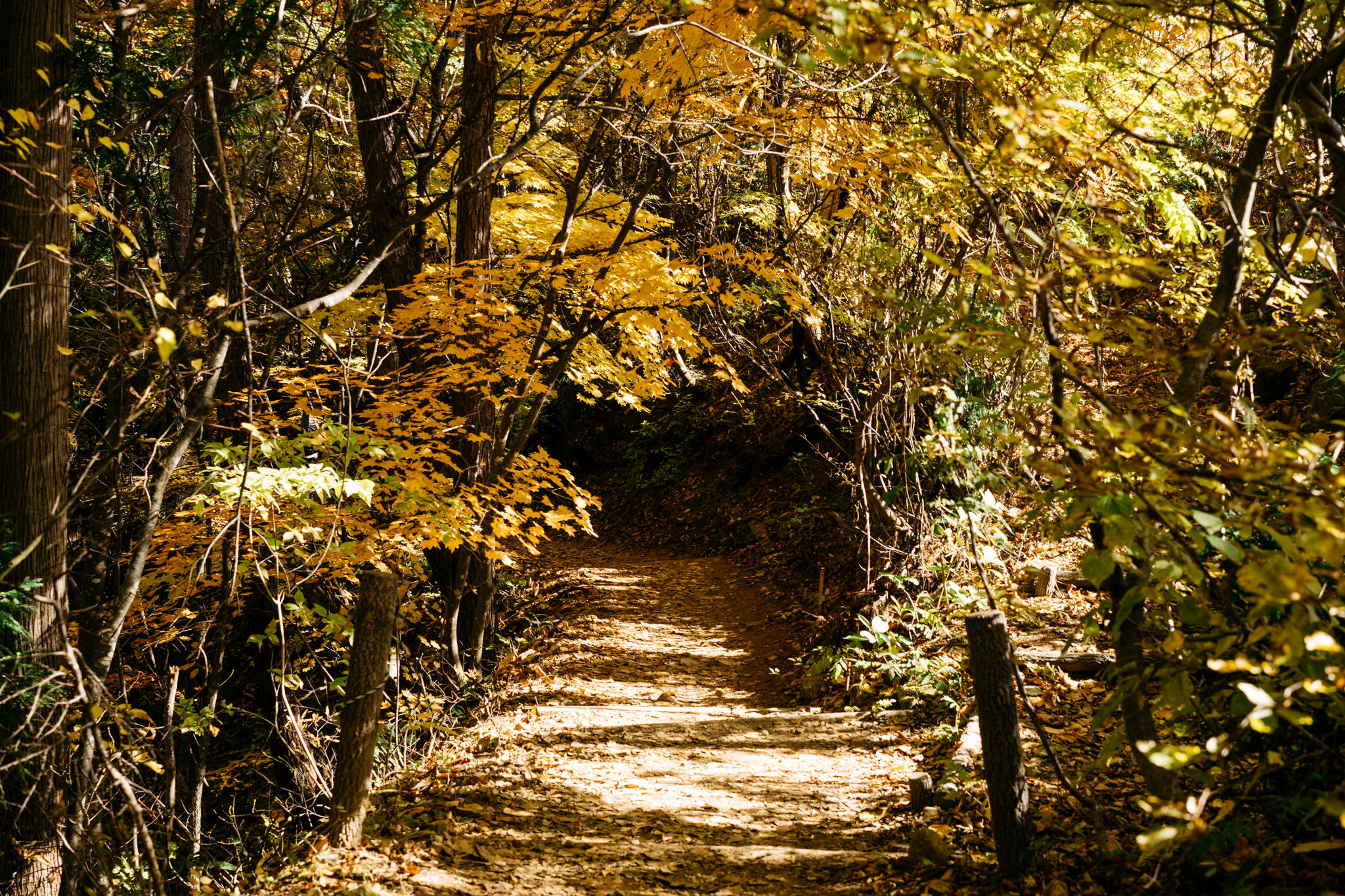 Autumn path in a Japanese forest with golden leaves.