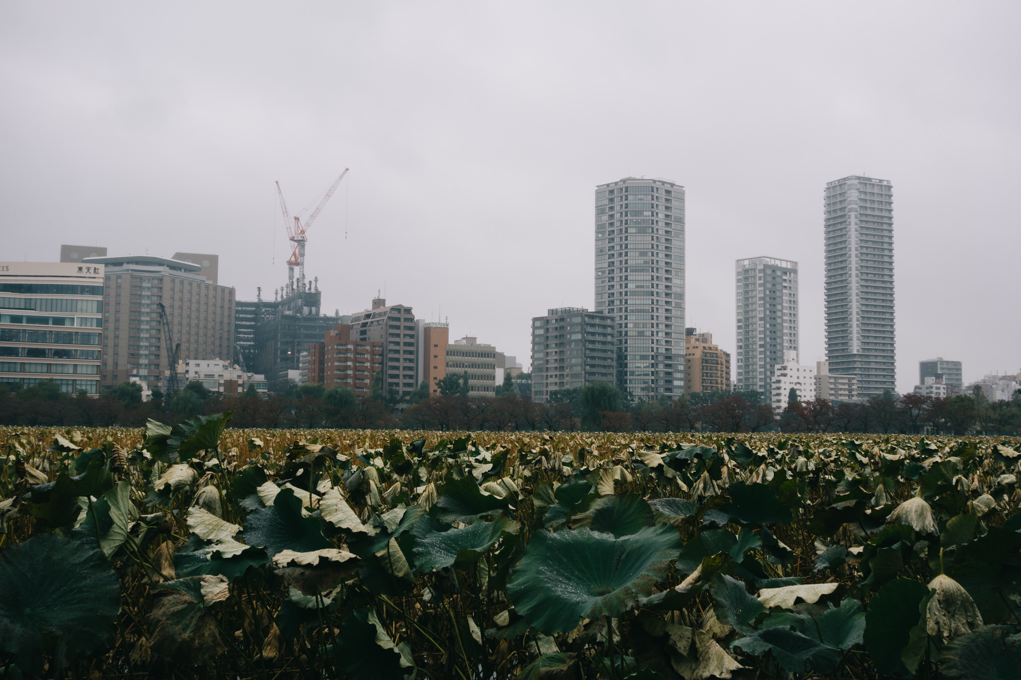 Tokyo cityscape with skyscrapers and a field of dried lotus leaves under a cloudy sky.