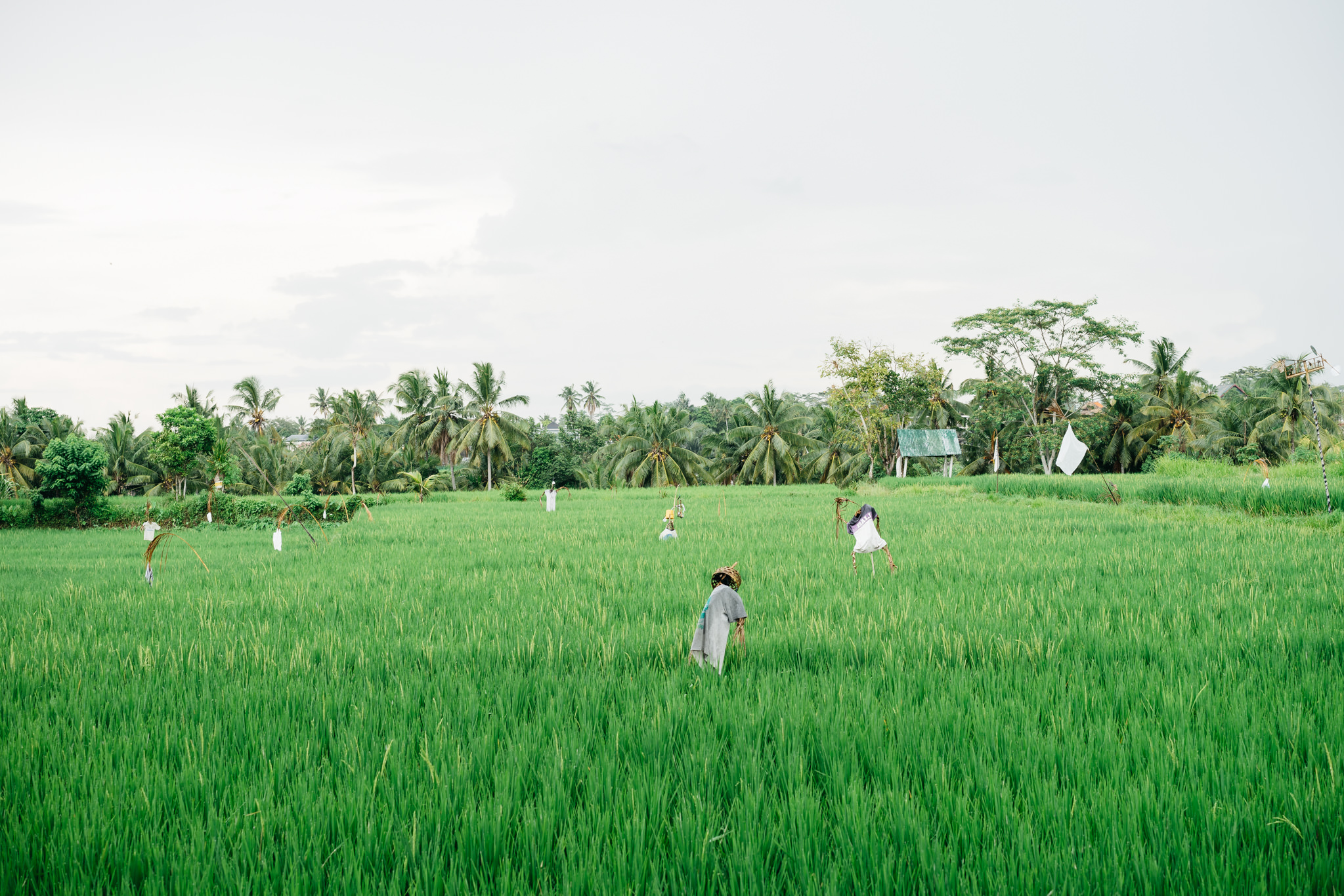 Ubud, Bali rice paddy with scarecrows.