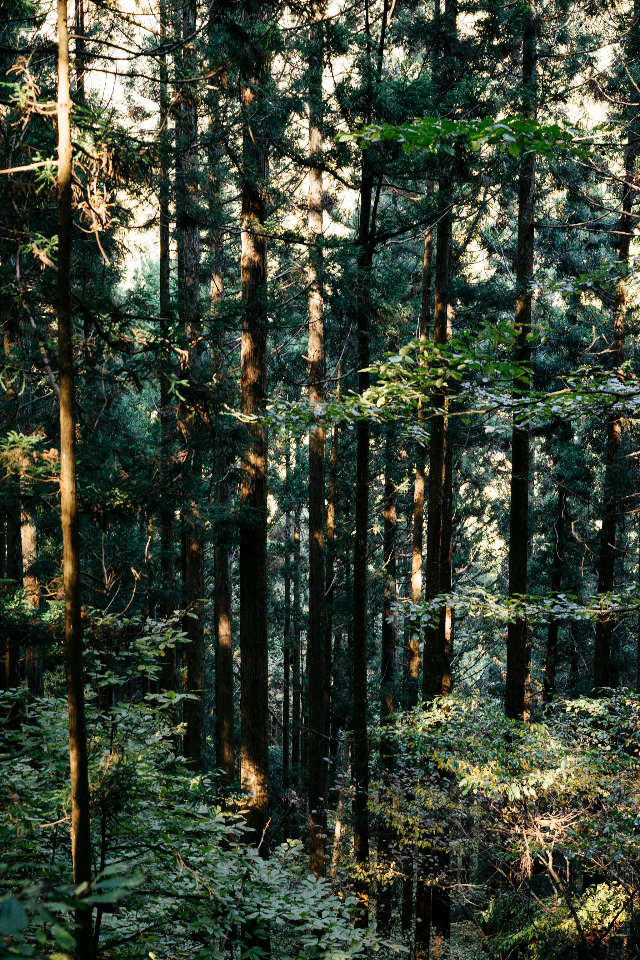 Sunlight dappled through a dense Japanese forest.