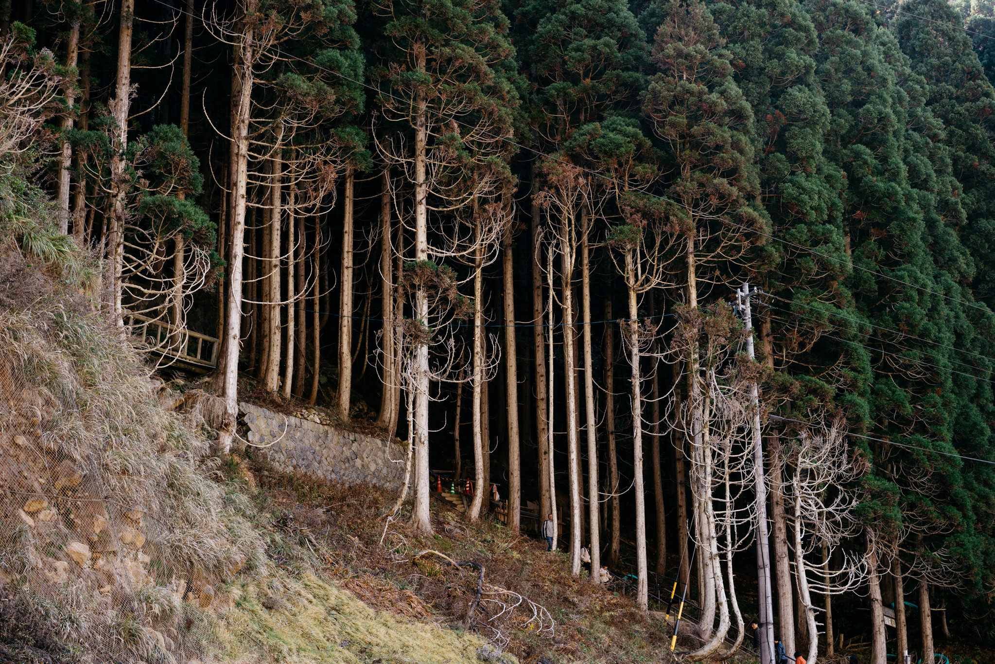 Dense forest of tall, slender trees on a hillside; some trees are bare.