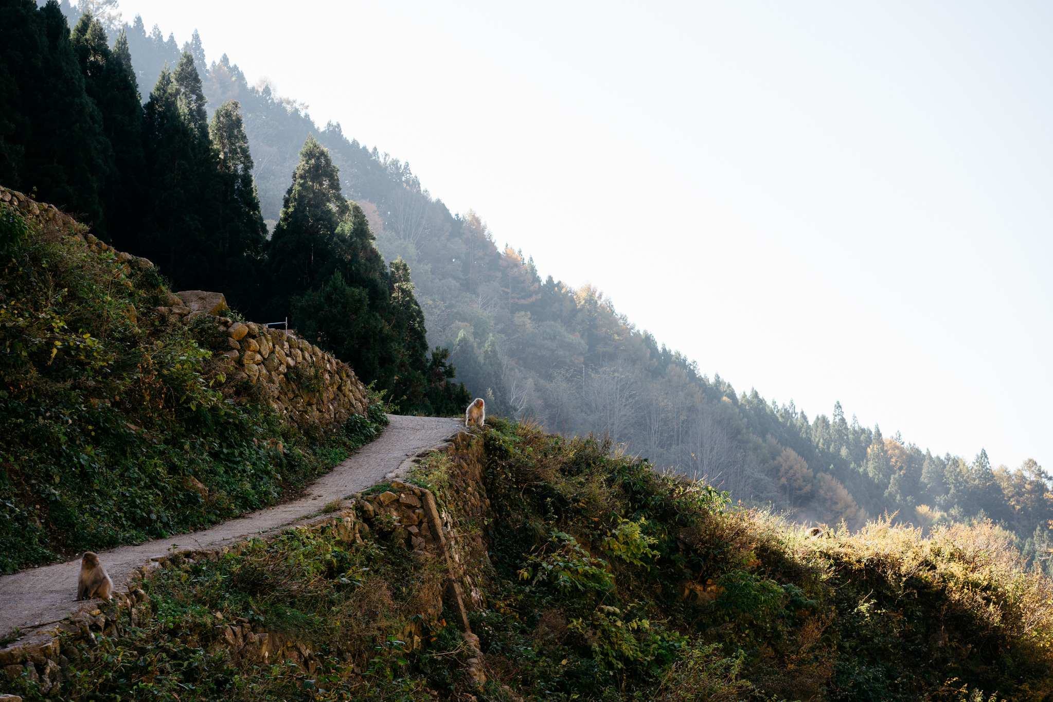 Two monkeys on a path winding through a forest hillside.