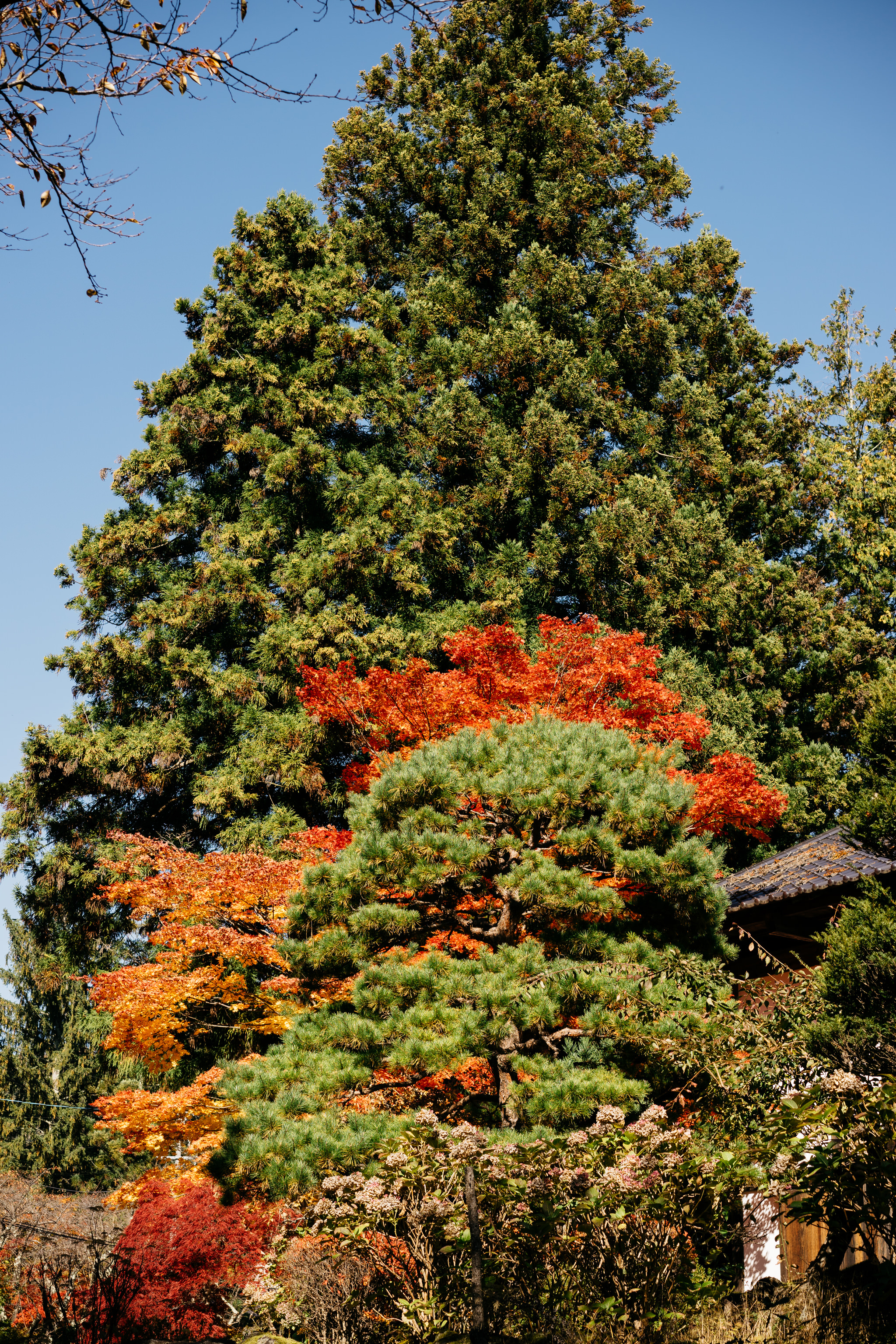 Japanese garden with autumn foliage; vibrant red and orange maple leaves contrast against evergreen trees.