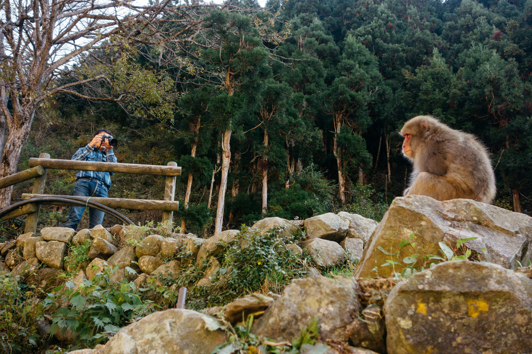 A photographer takes a picture of a Japanese macaque sitting on rocks in a forest.