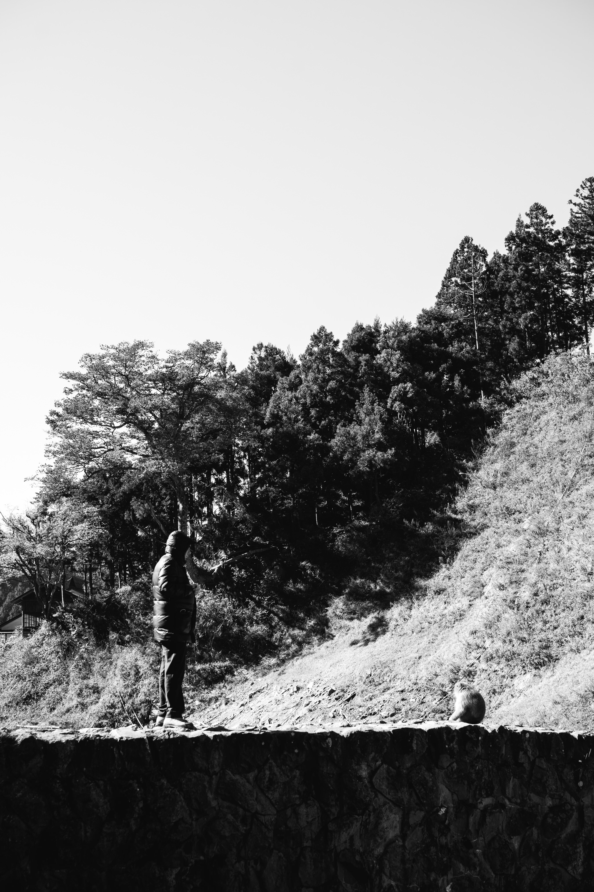 Black and white photo of a person standing on a stone wall, looking at a monkey sitting on the wall below. A forest is in the background.