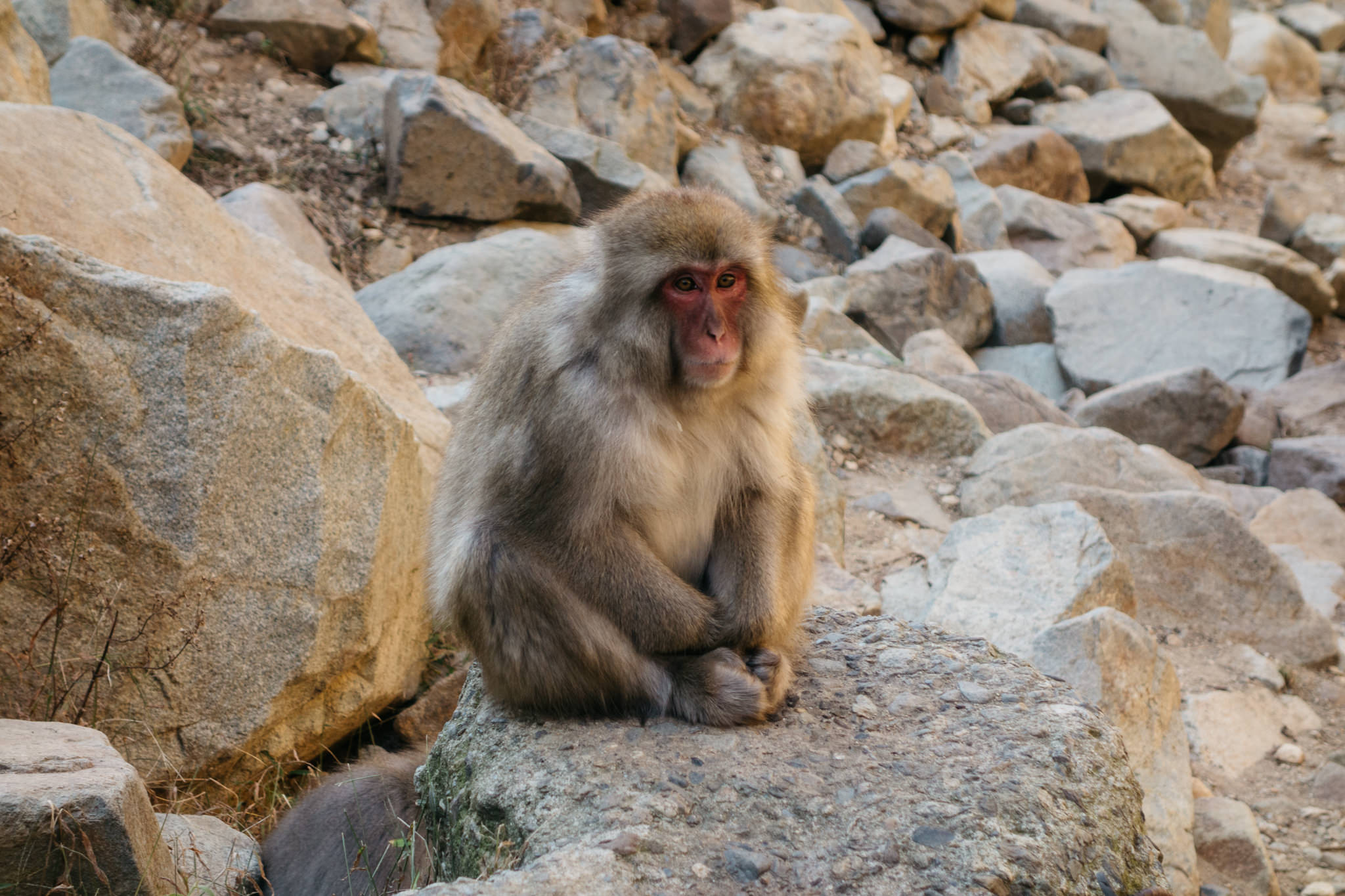 Japanese macaque monkey sitting on a rock.