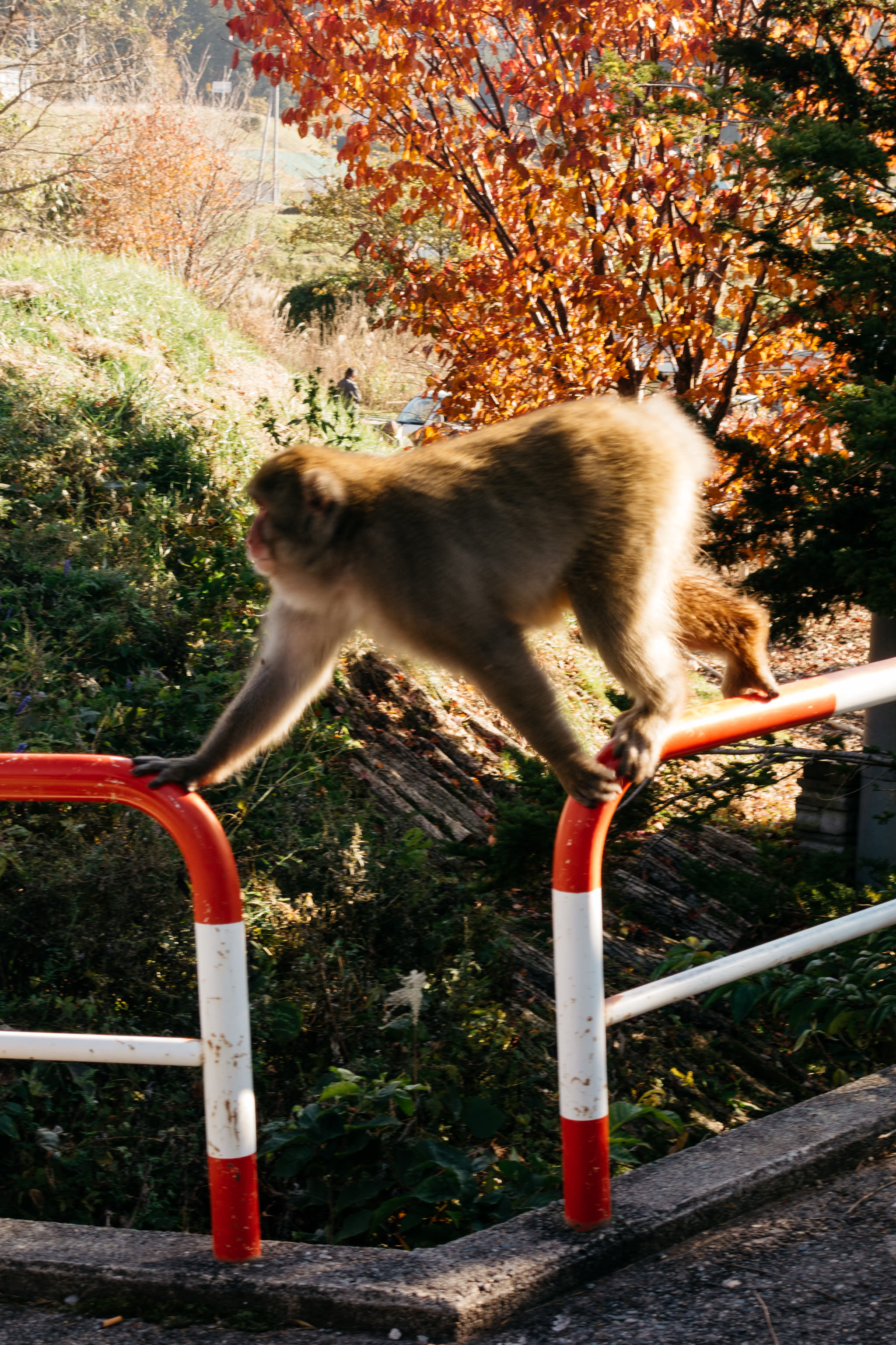 Japanese macaque monkey climbing a red and white railing.