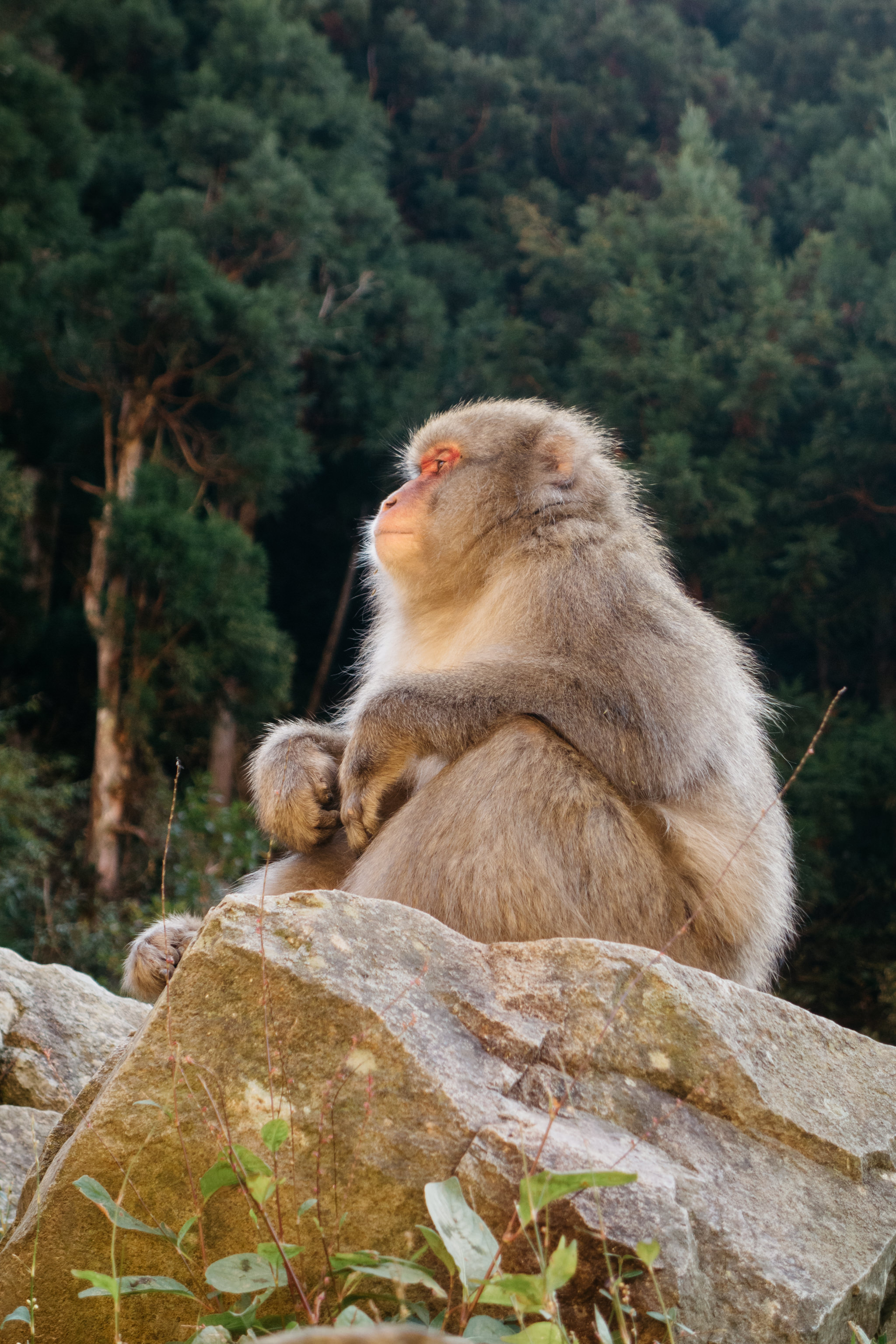 Japanese macaque sitting on a rock.