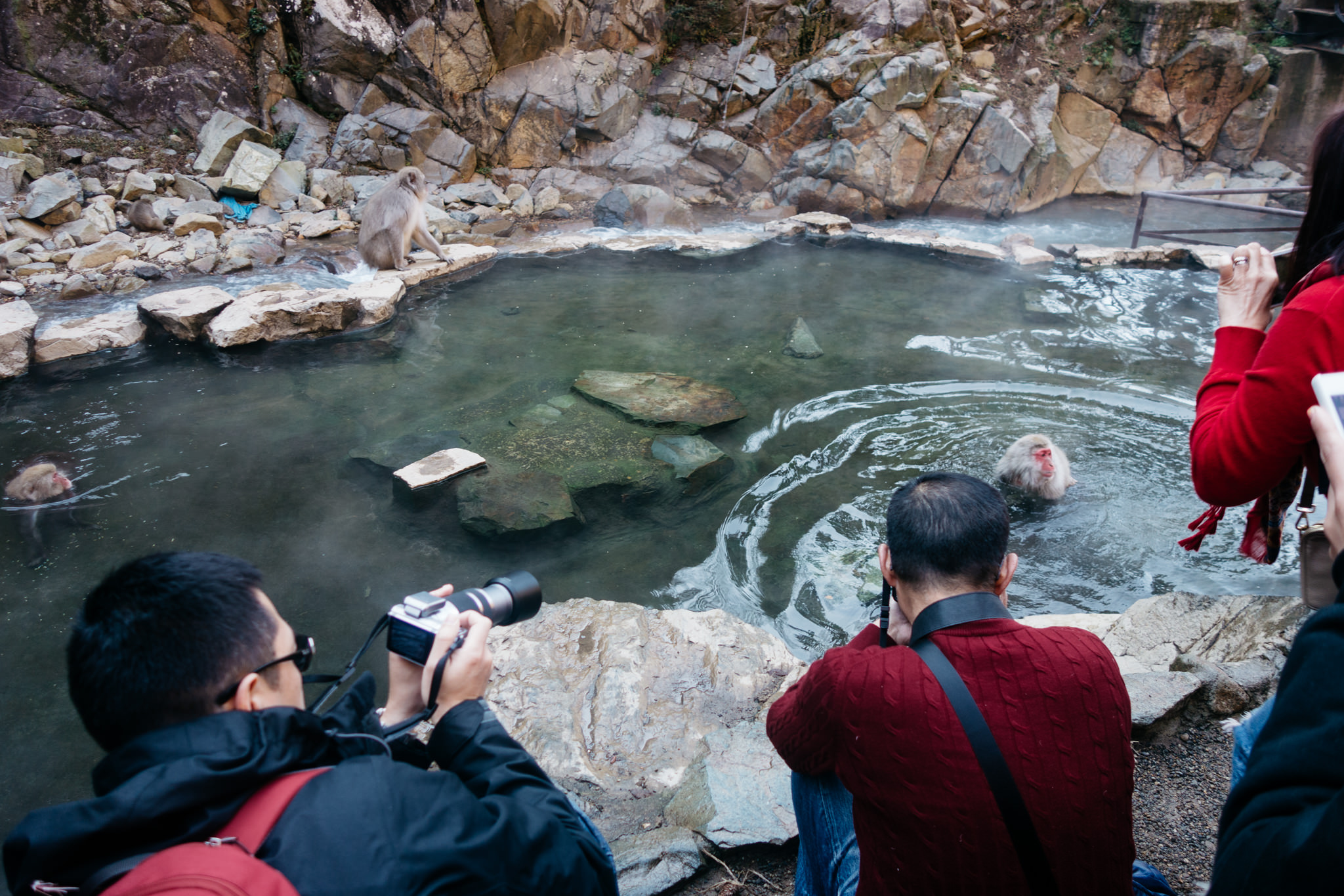 Japanese macaques bathing in a hot spring, with tourists taking photos.