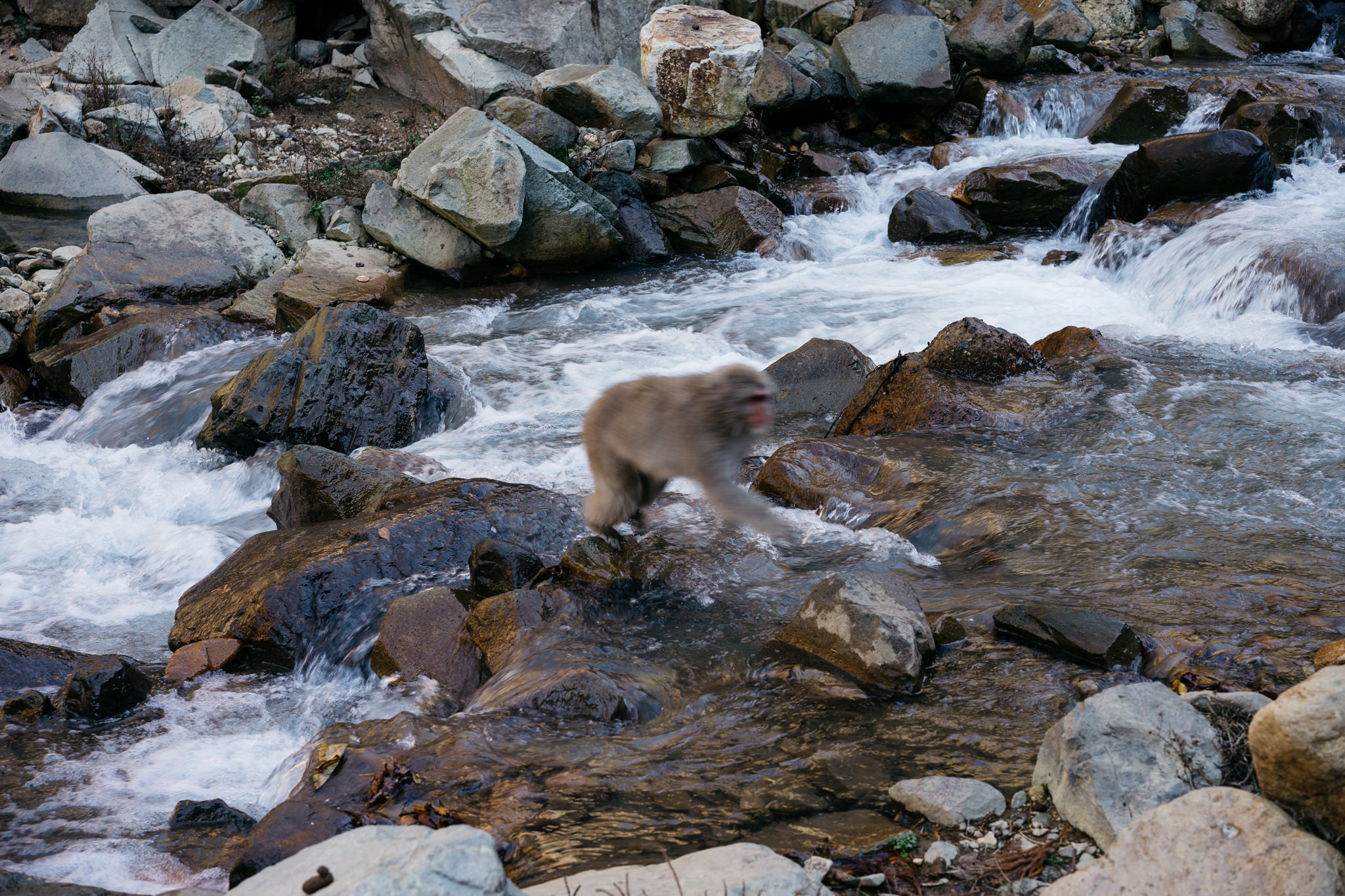 Monkey crossing a rocky river.
