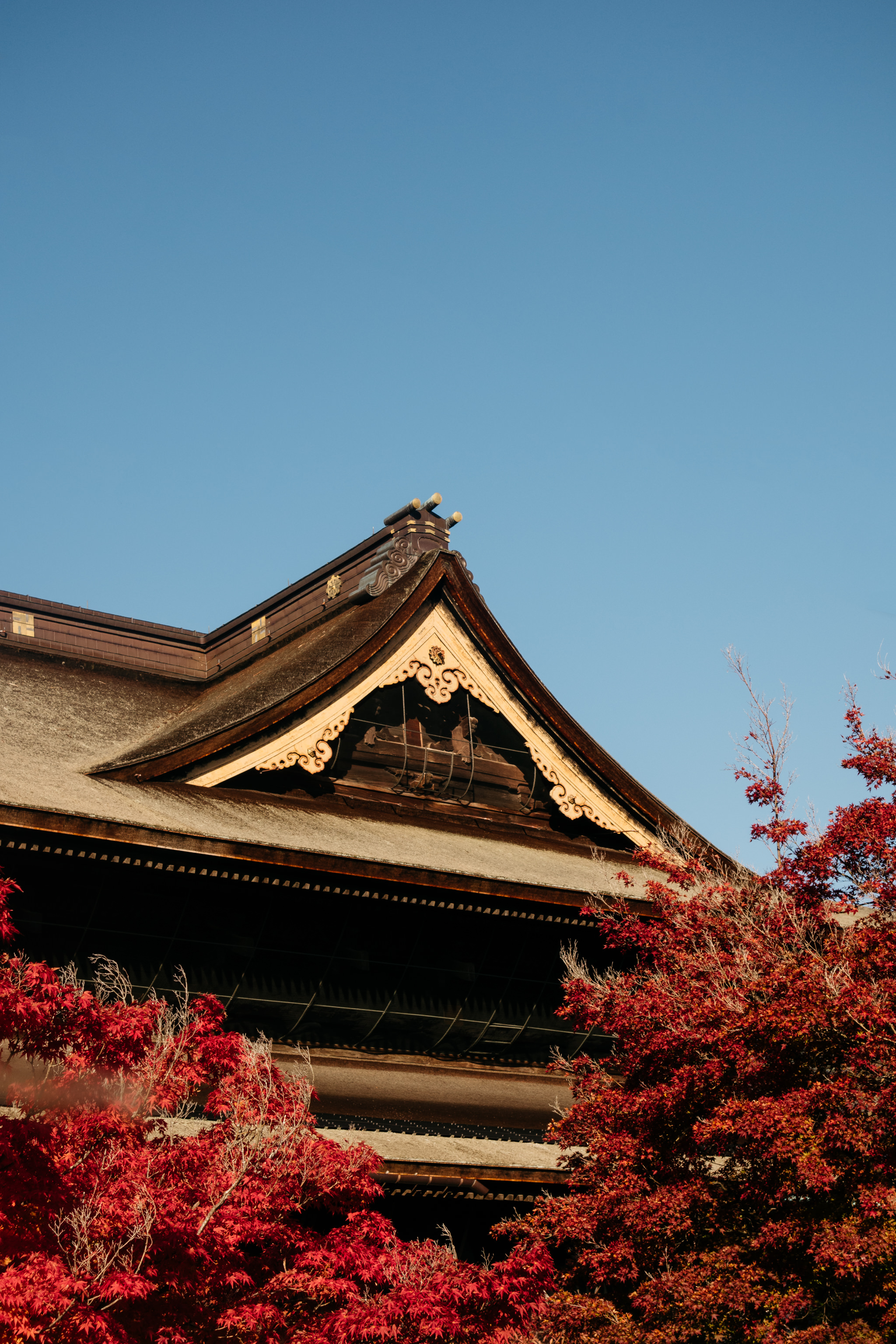 Low angle view of a traditional Japanese temple roof with ornate details, partially obscured by vibrant red autumn leaves.