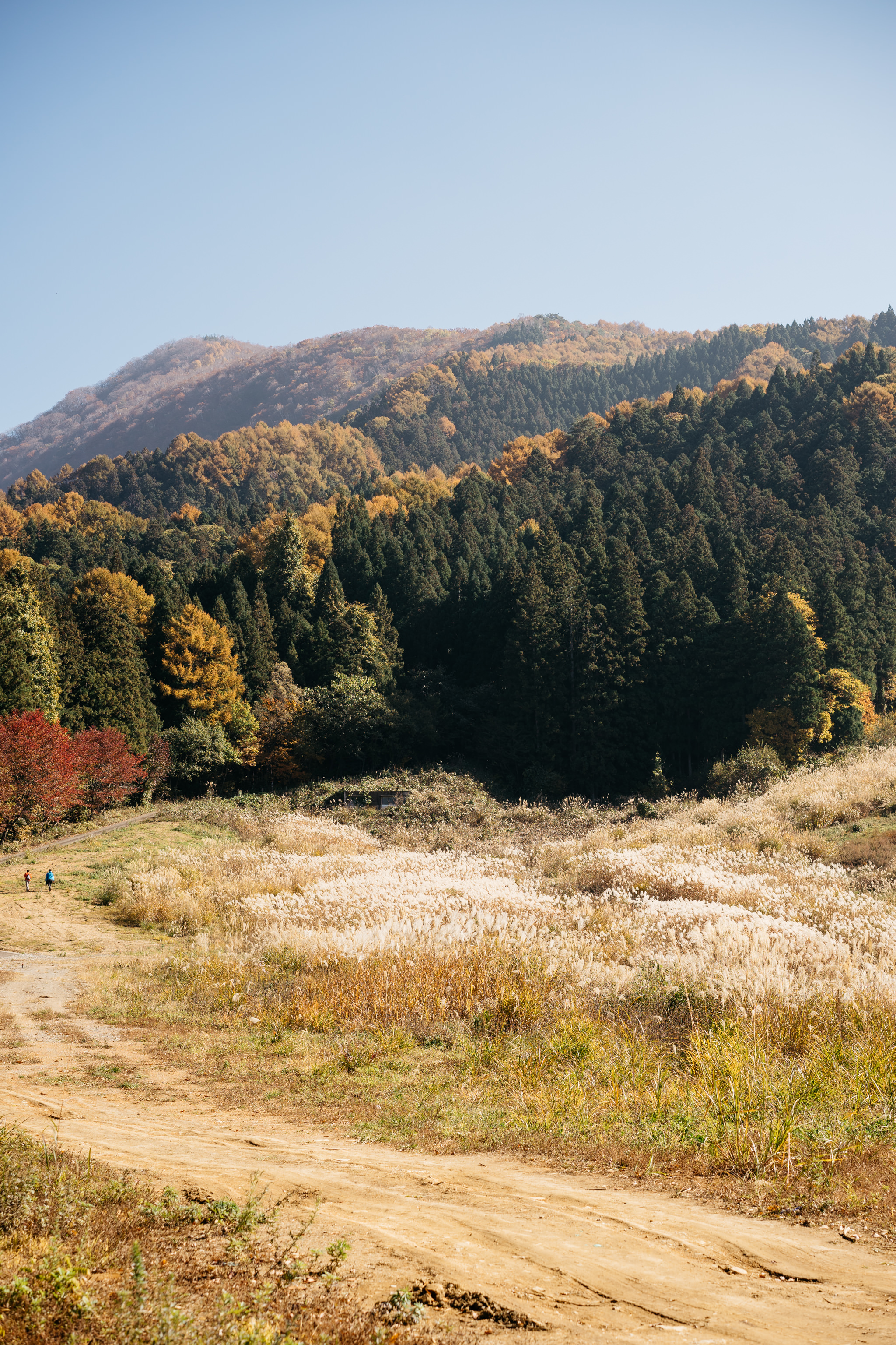 Dirt road leading to autumnal forest on hillside.