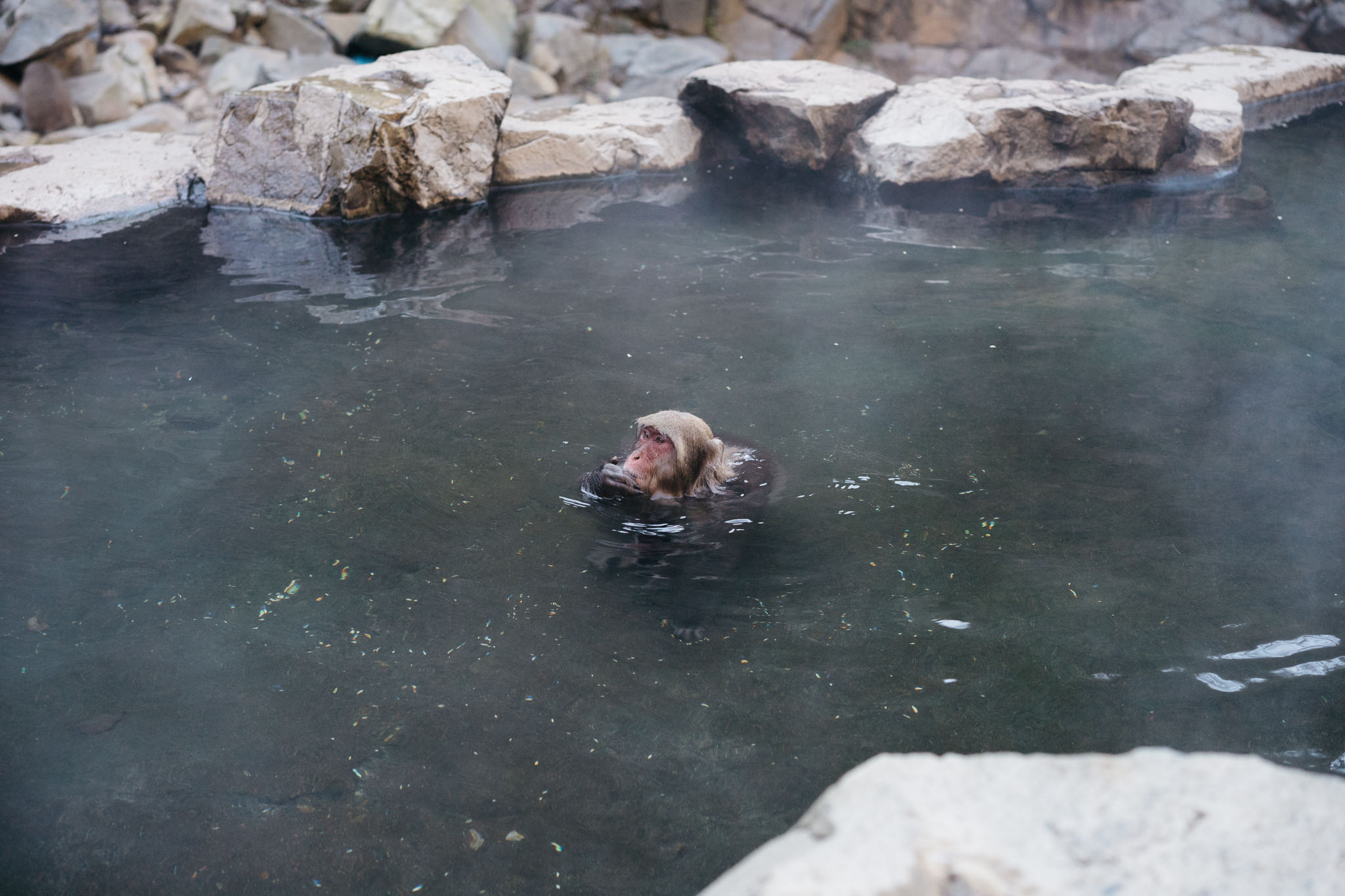 Monkey bathing in a Japanese onsen.