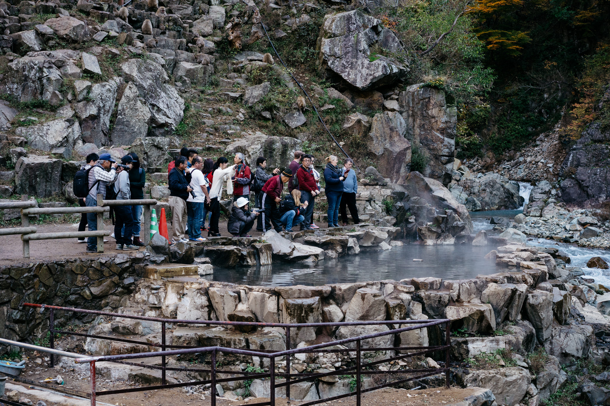 Tourists observe monkeys near a natural hot spring in Japan.