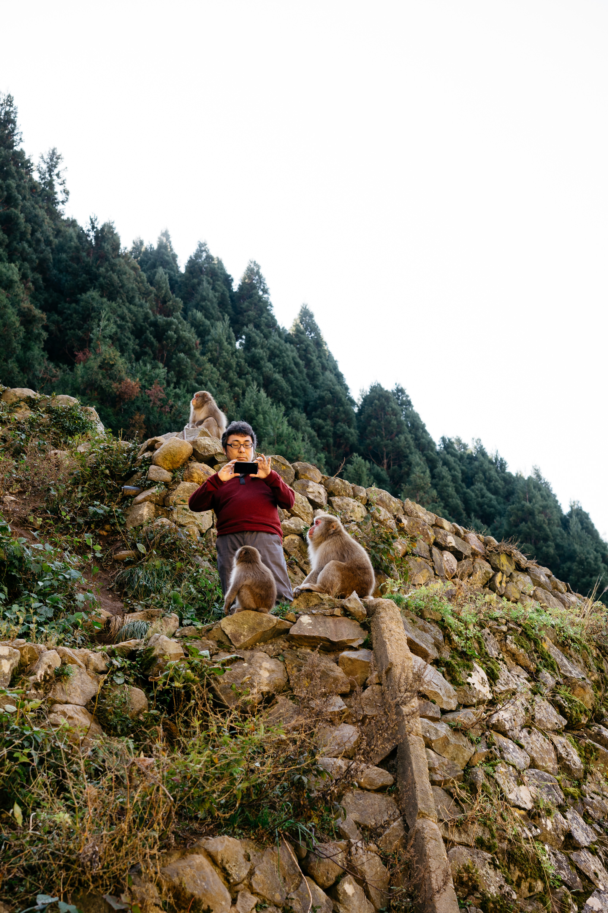 Person photographing Japanese macaques on a stone wall.