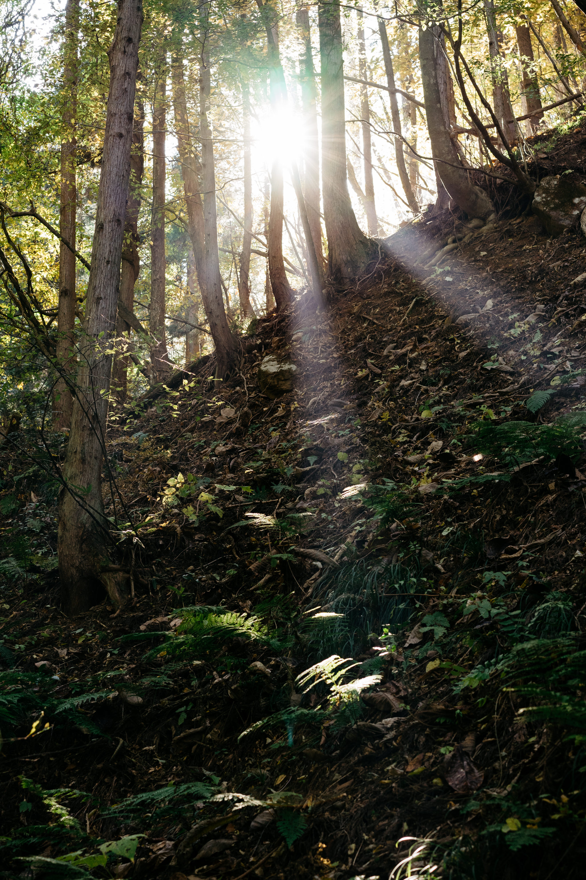 Sunlight streams through the trees in a forest.