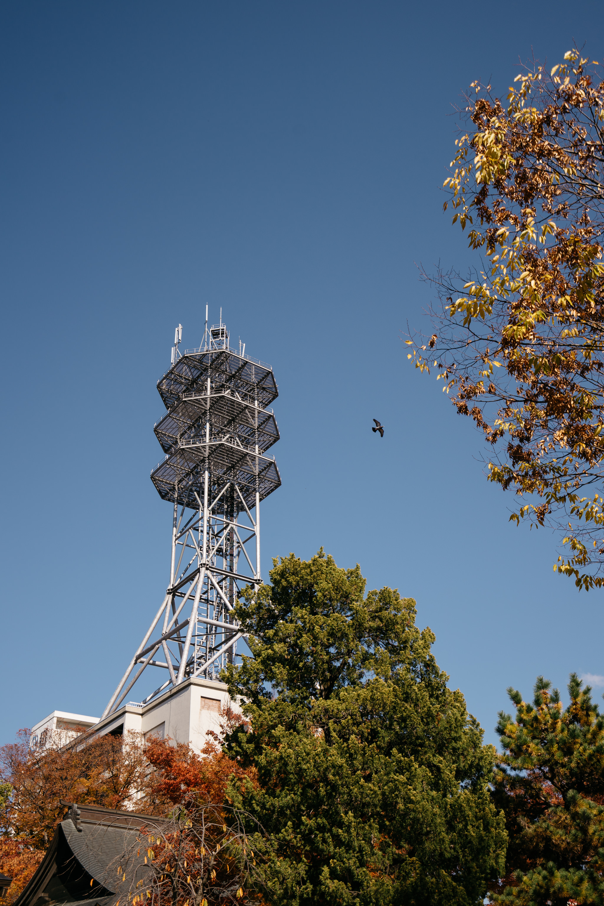 Matsumoto tower with autumn trees and blue sky.