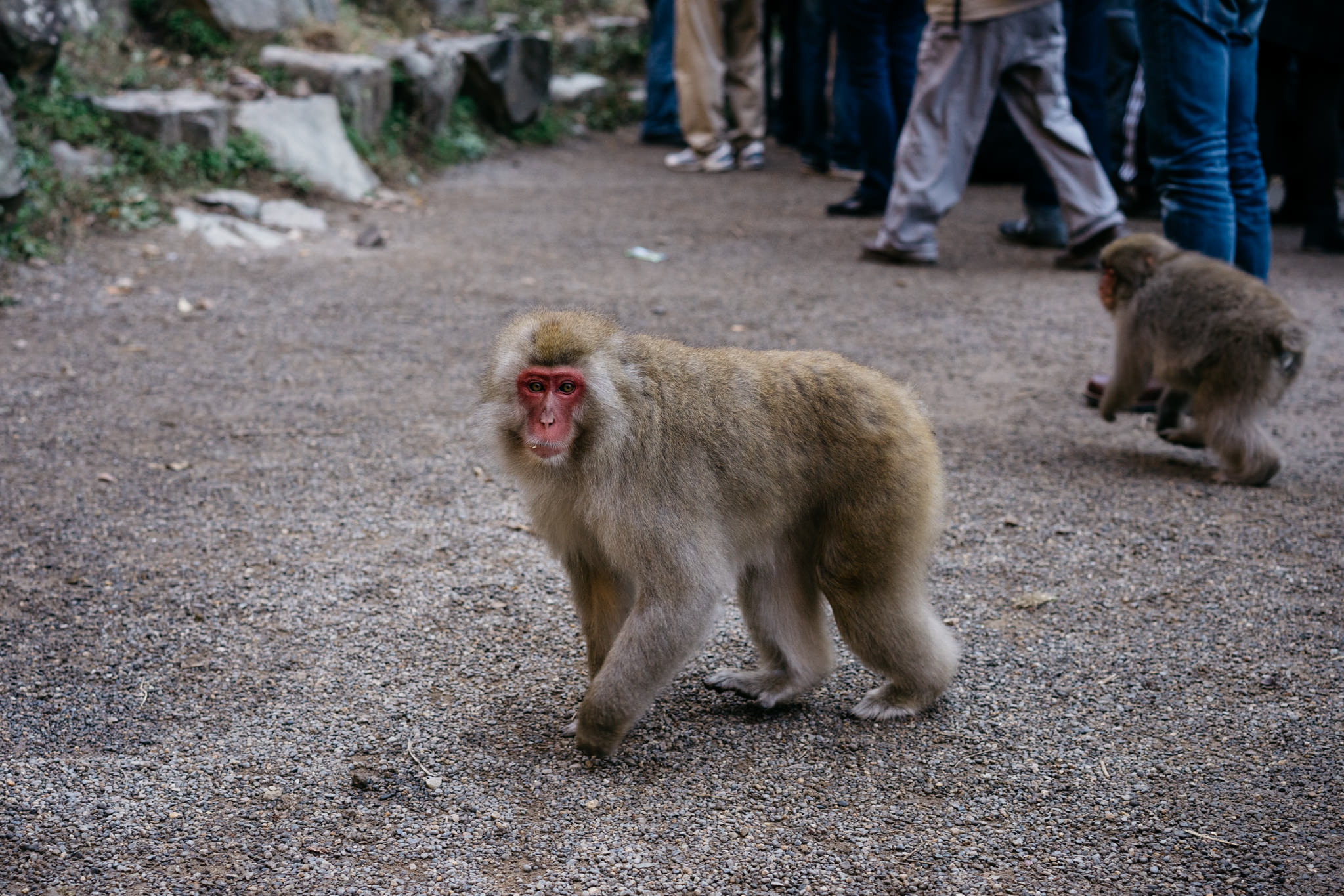 A Japanese macaque walking on a gravel path.