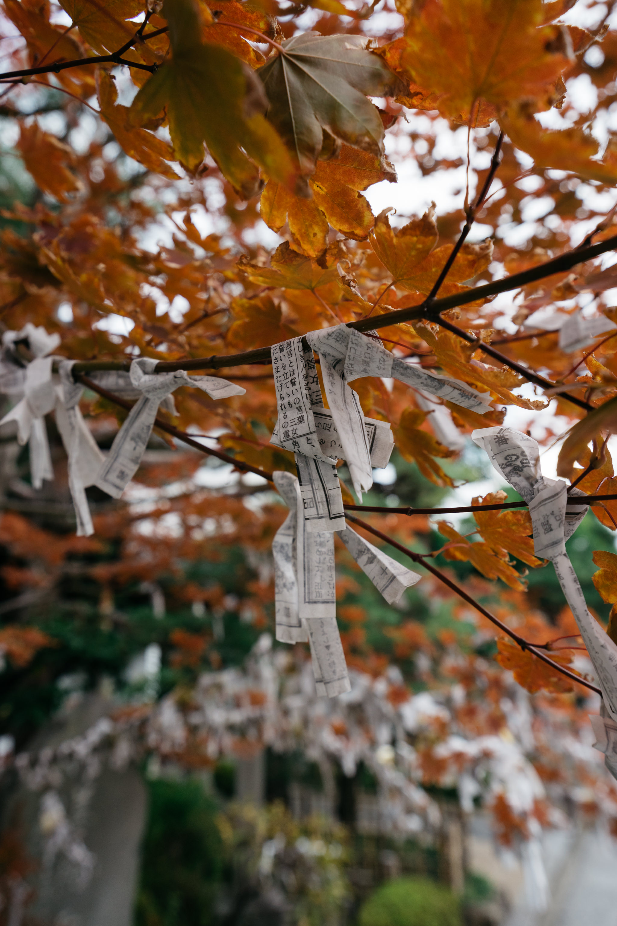 Autumn leaves on a tree branch with small strips of paper containing writing tied to it.