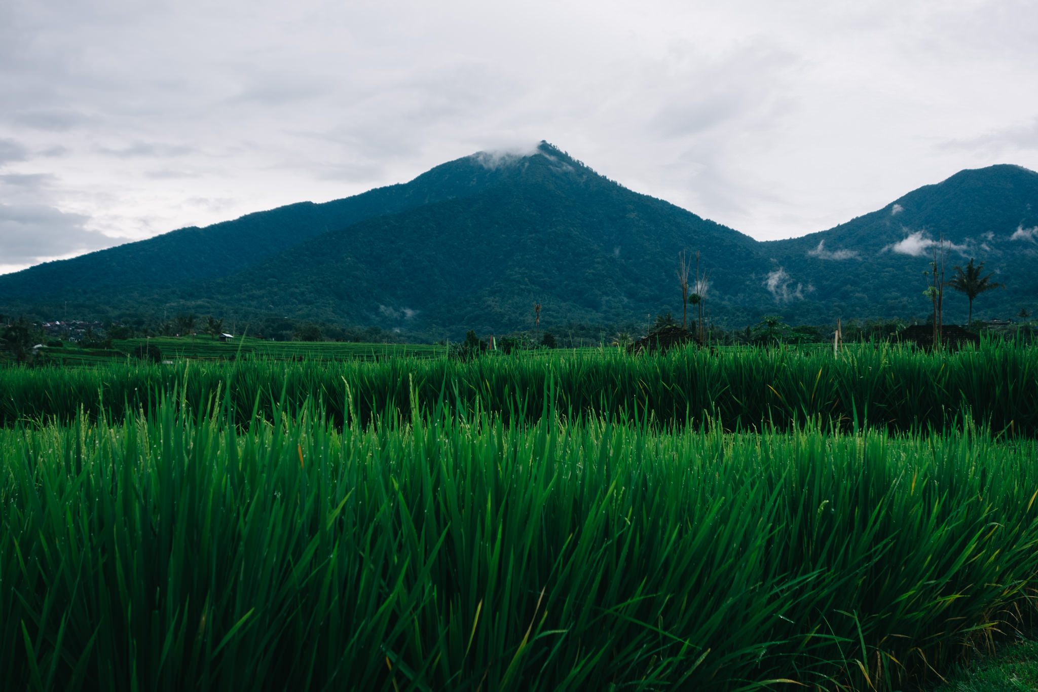 Lush green rice paddy in front of a mountain range.