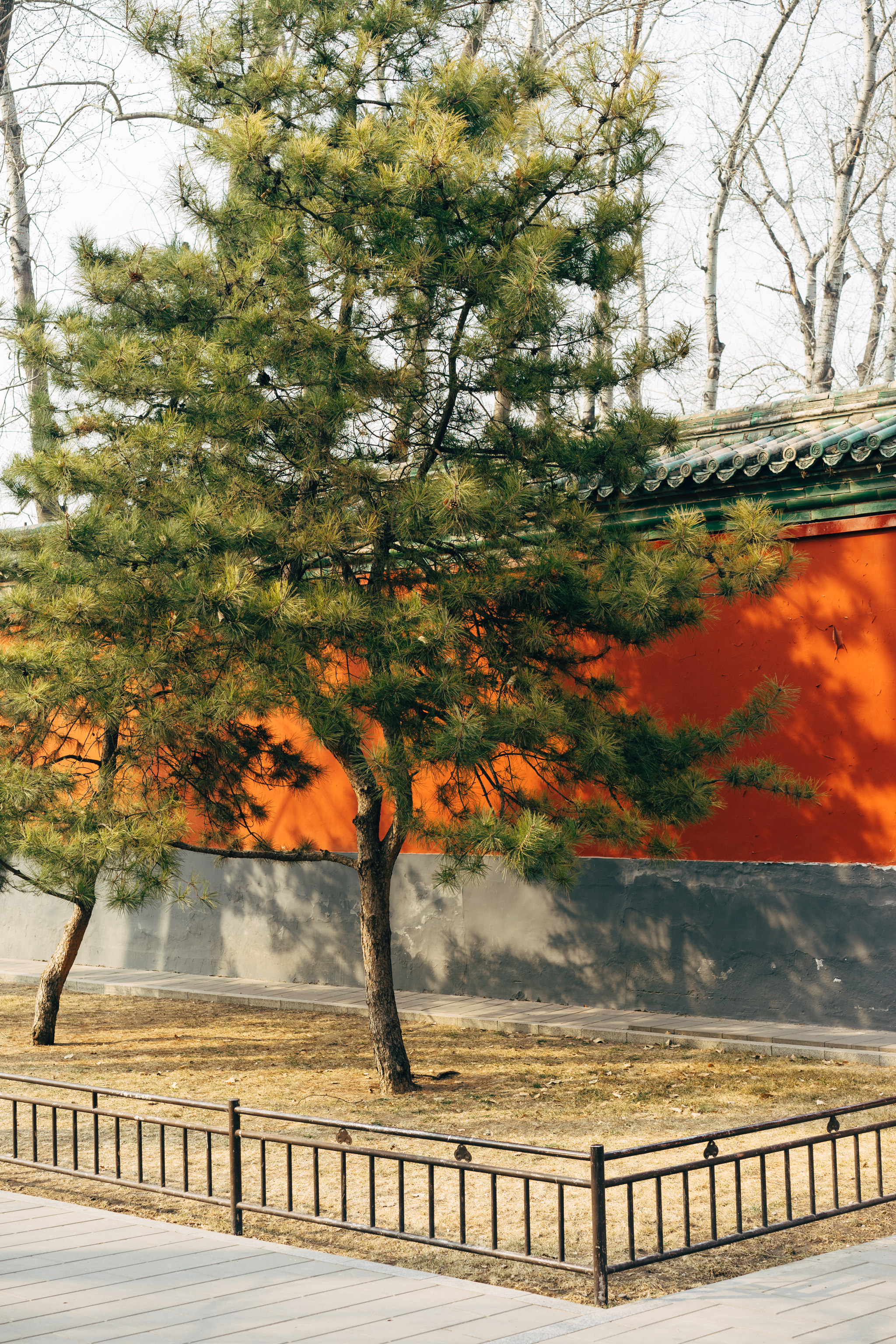 Pine trees in front of a red and gray wall in Beihai Park, Beijing.