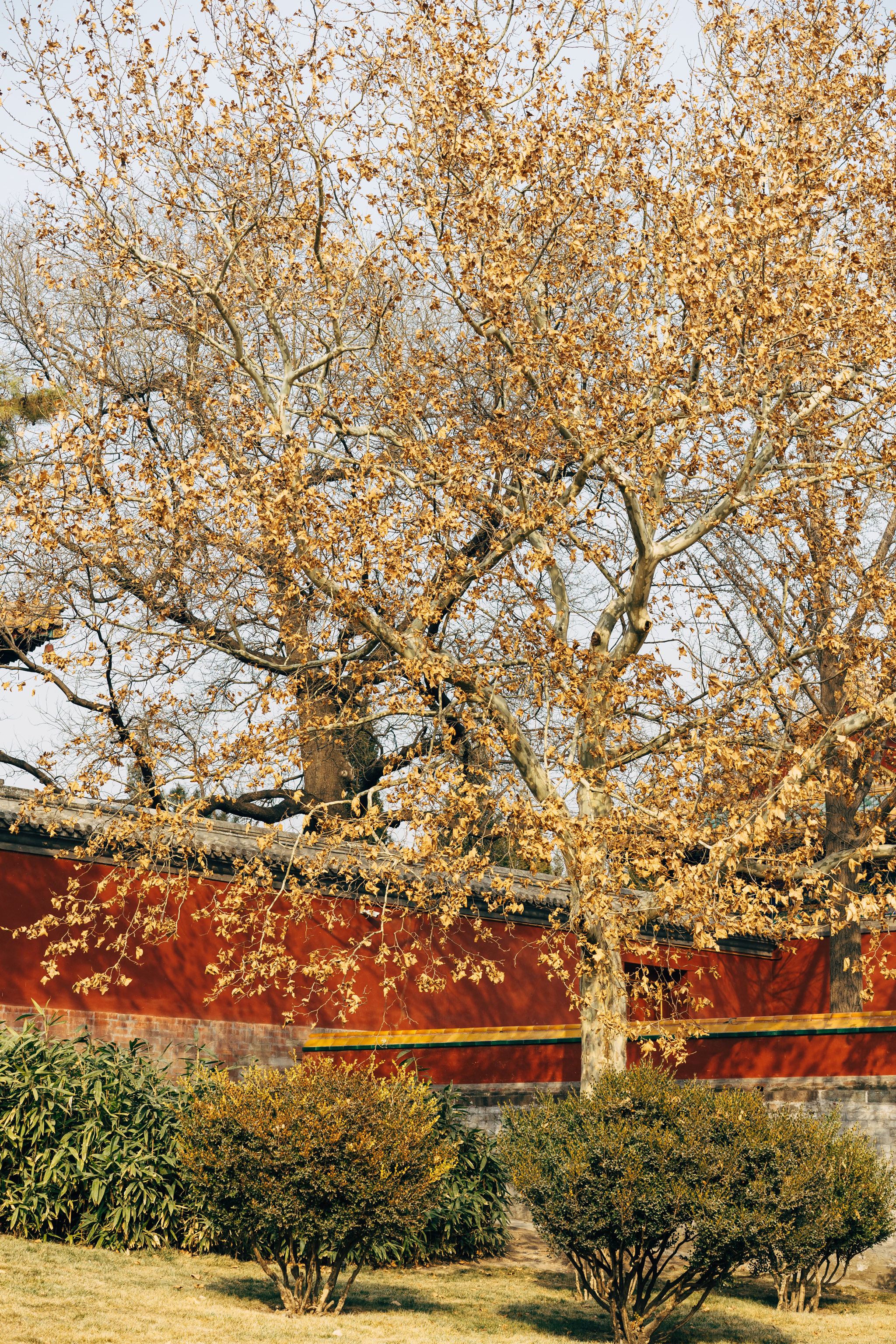 Bare trees with brown leaves in front of a red wall in Beihai Park, Beijing.